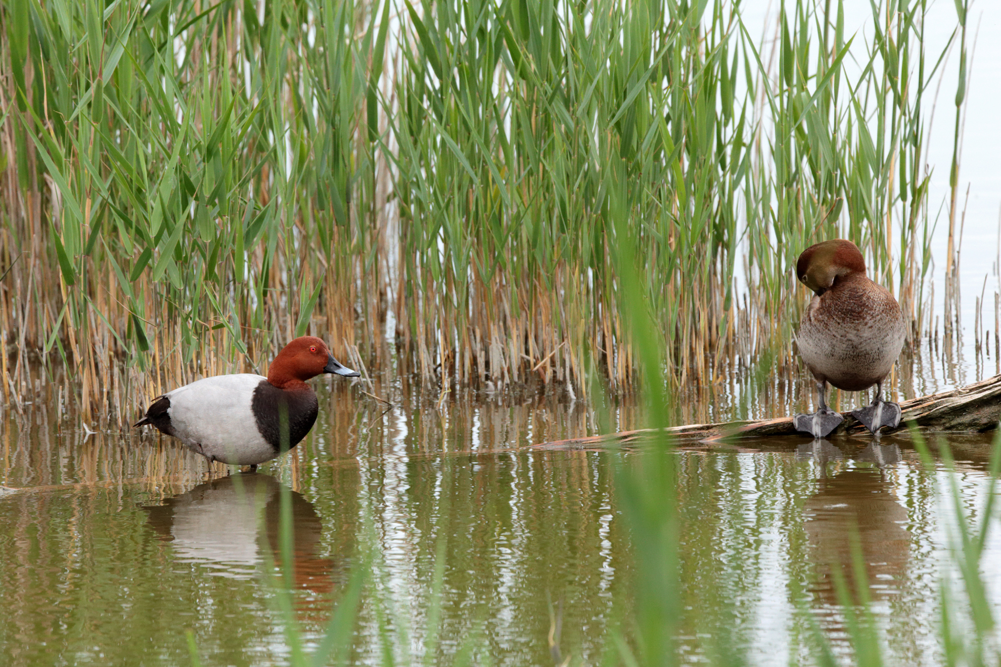Moriglioni (Aythya ferina)