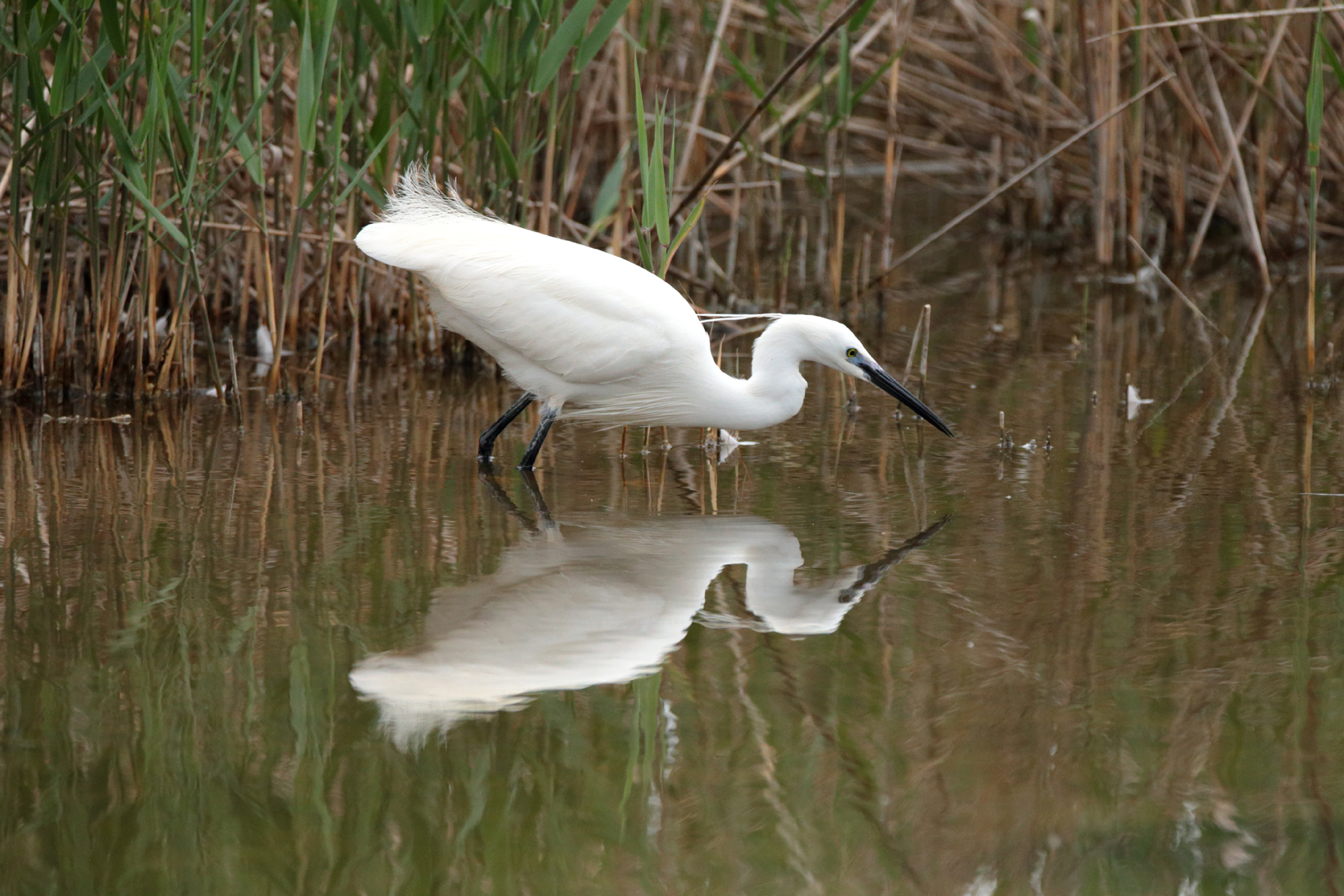 Little Egret (Egretta garzetta)