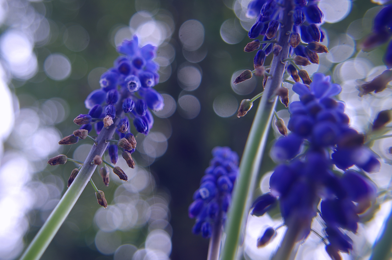 muscari