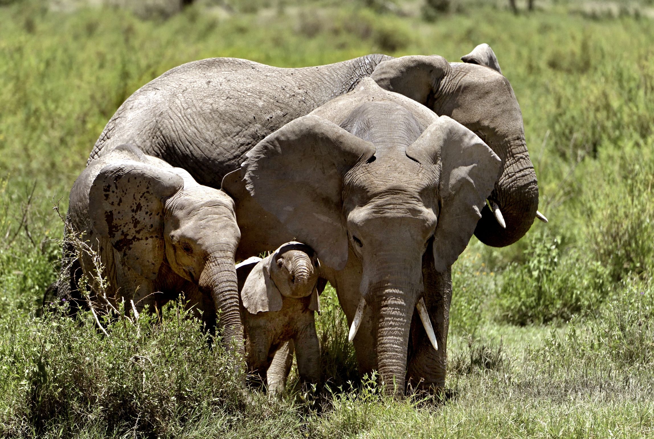 Tanzania 2016 - Elefanti