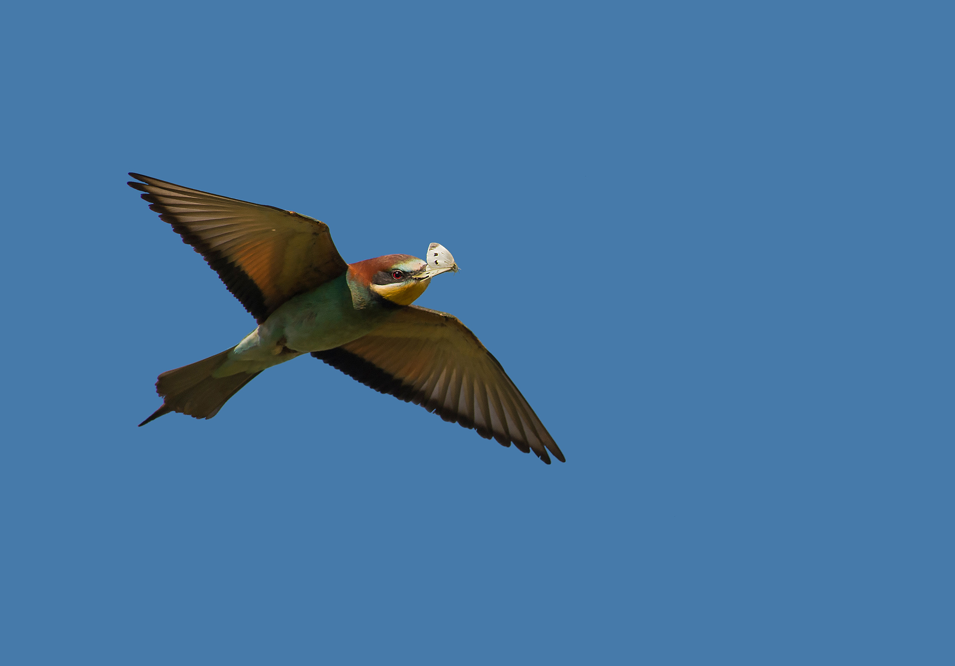 la farfalla ed il gruccione