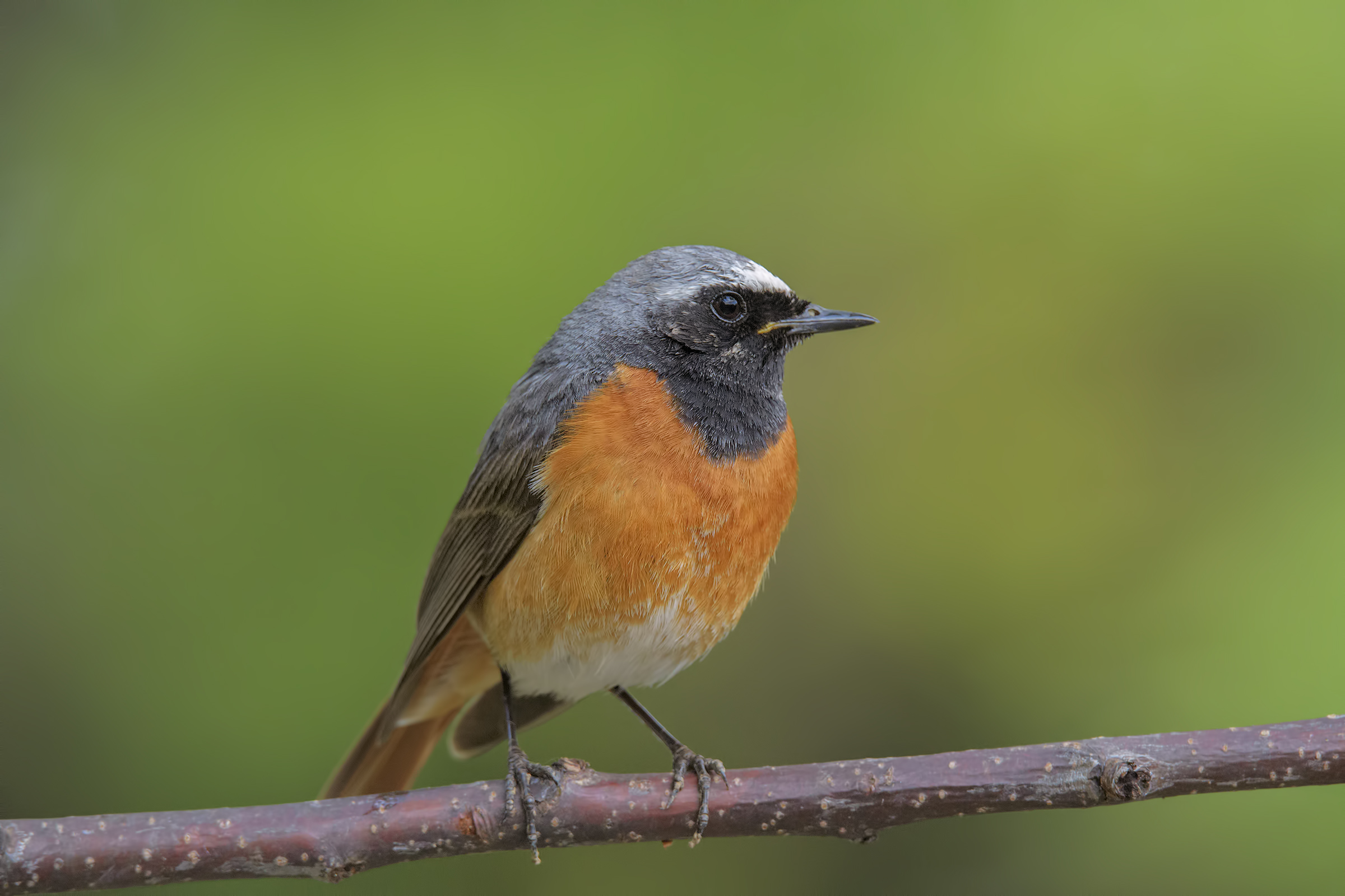 Codirosso_D500 (file di Goaz)