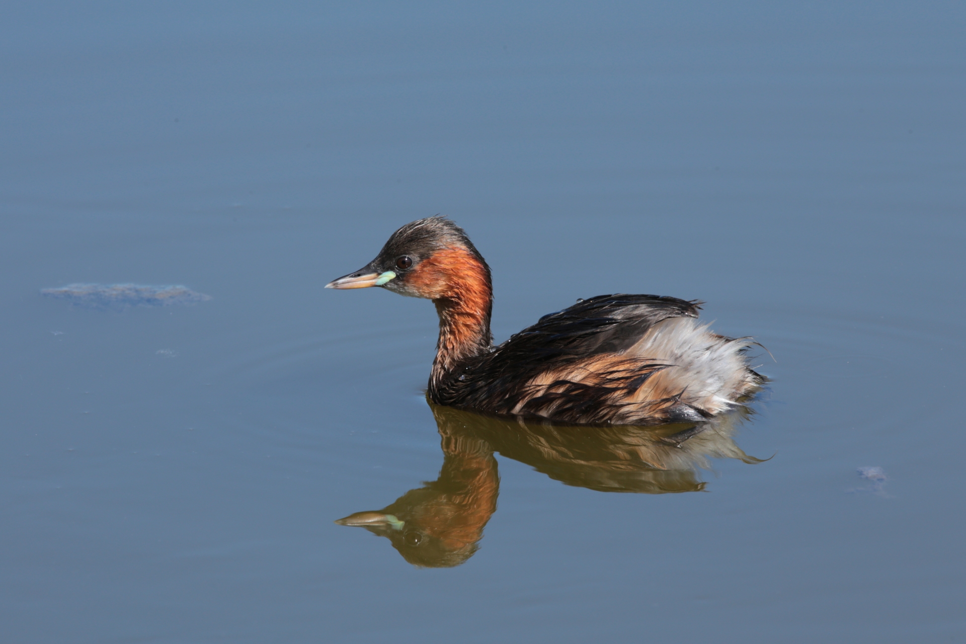 Little Grebe (Tachybaptus ruficollis)