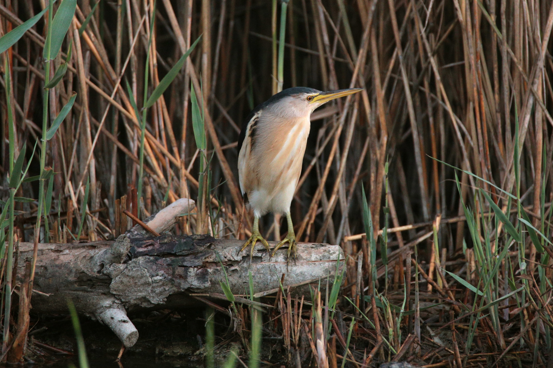 Bittern (Ixobrychus minutus)