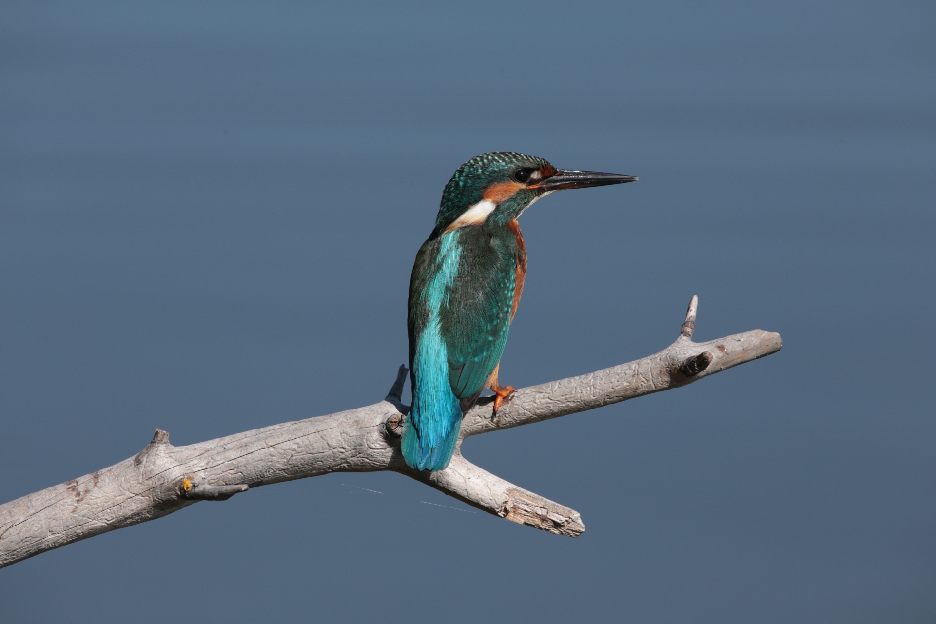 Kingfisher (Alcedo atthis)