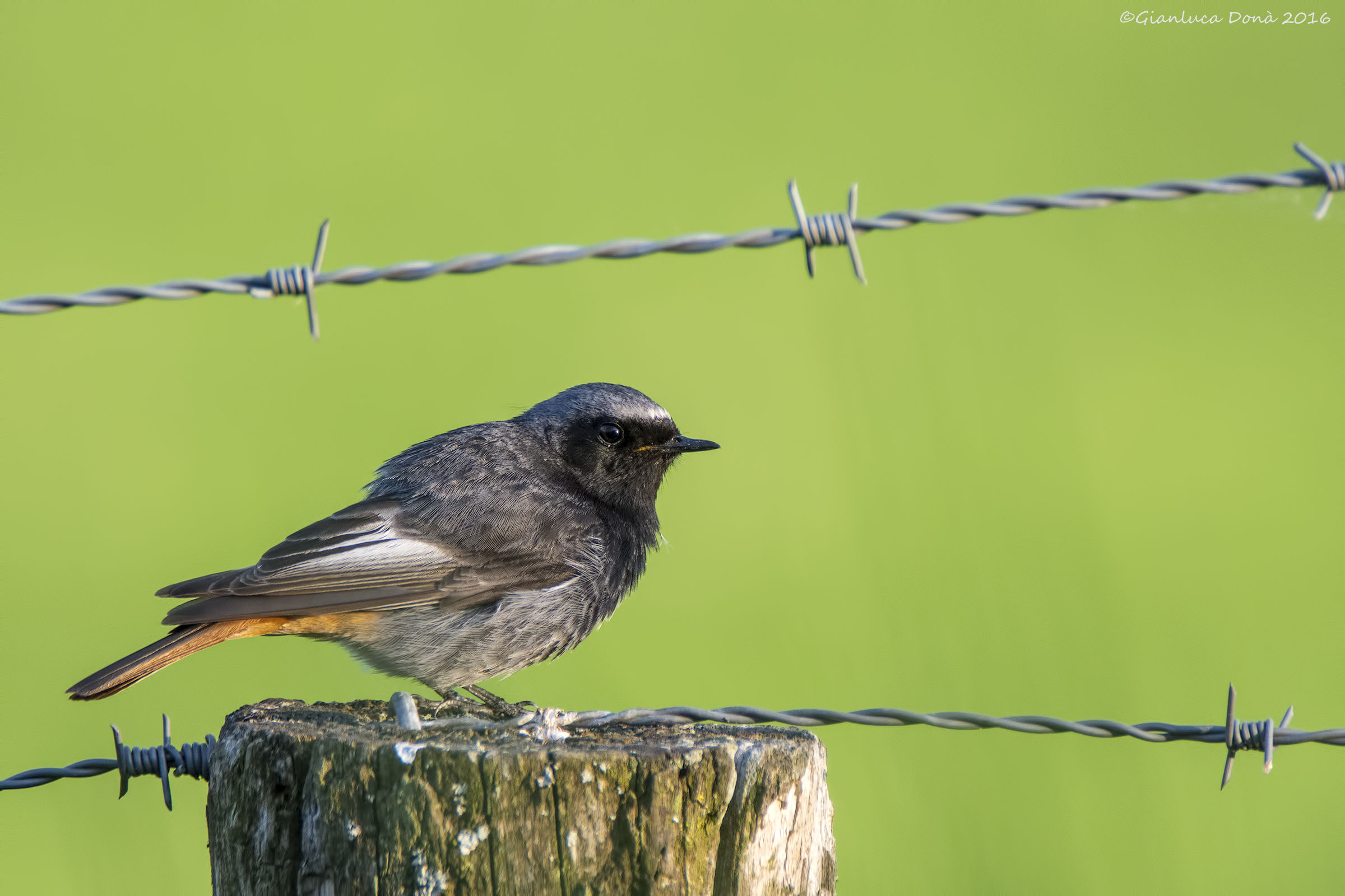 Phoenicurus ochruros S.G.Gmelin 1774
