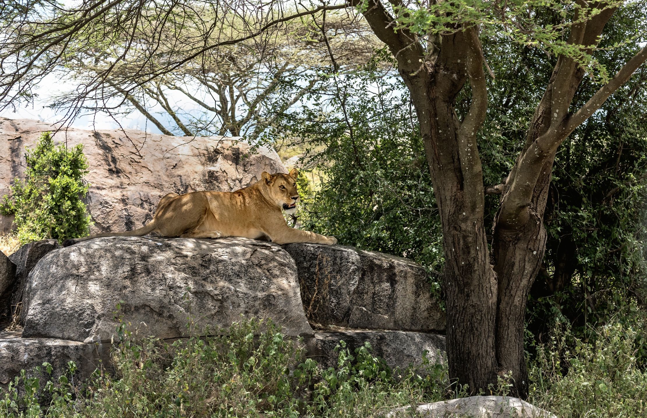 Tanzania 2016 - Tra i Kopjes