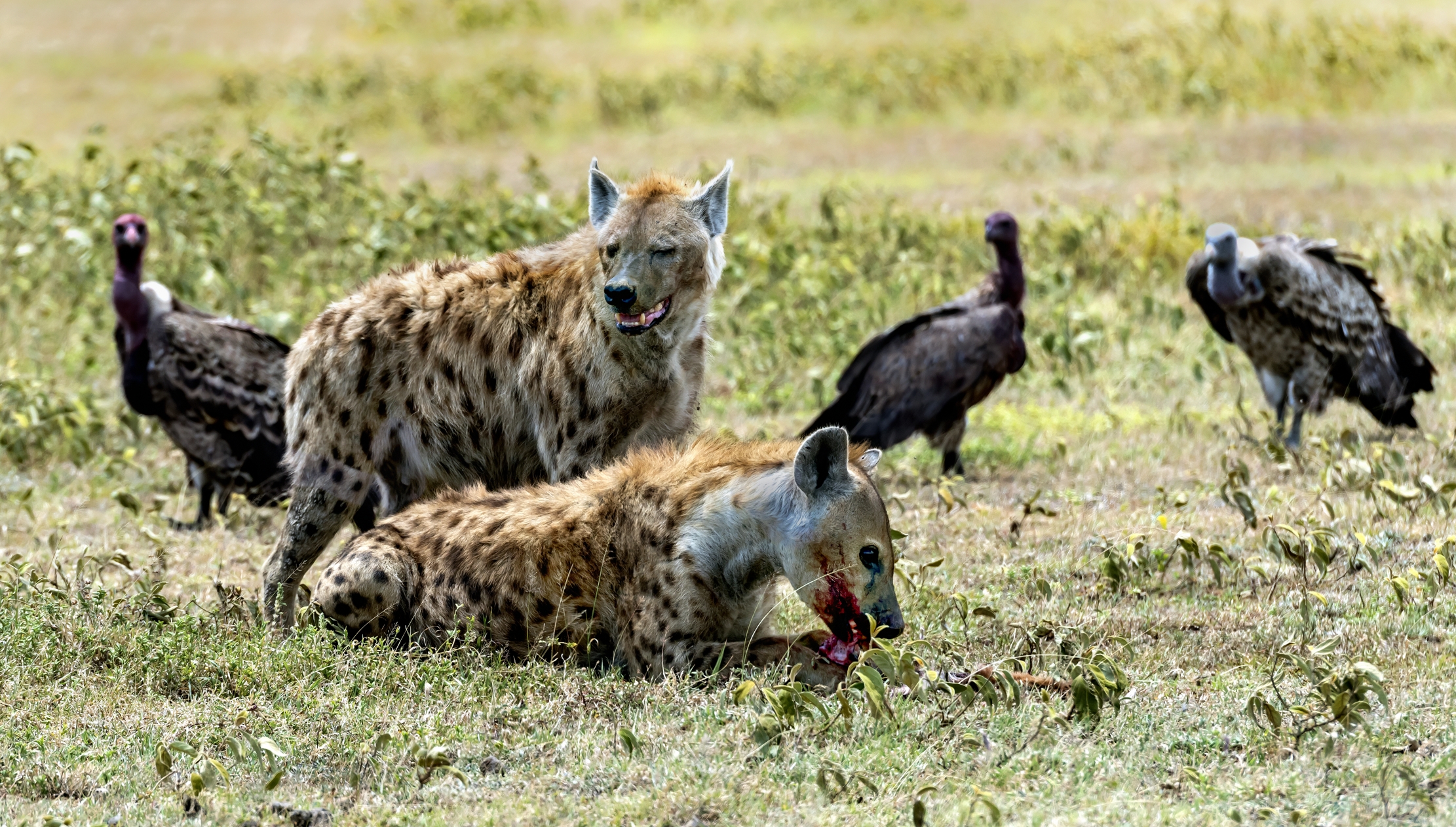 Tanzania 2016 - Iene