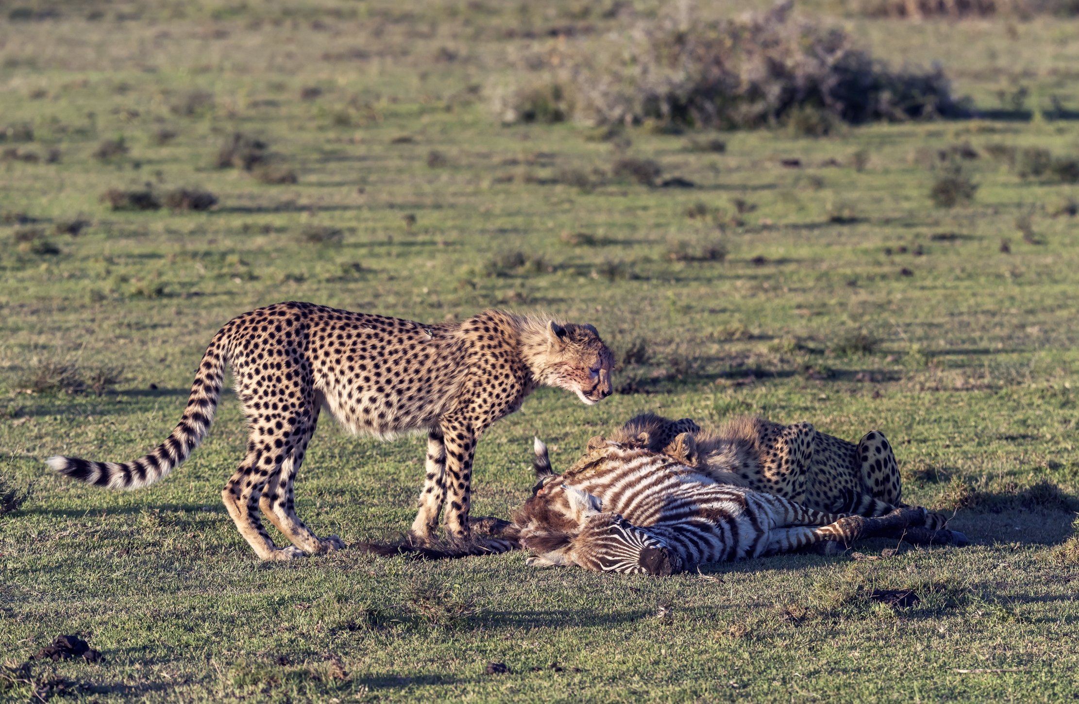 Tanzania 2016 - Predazione