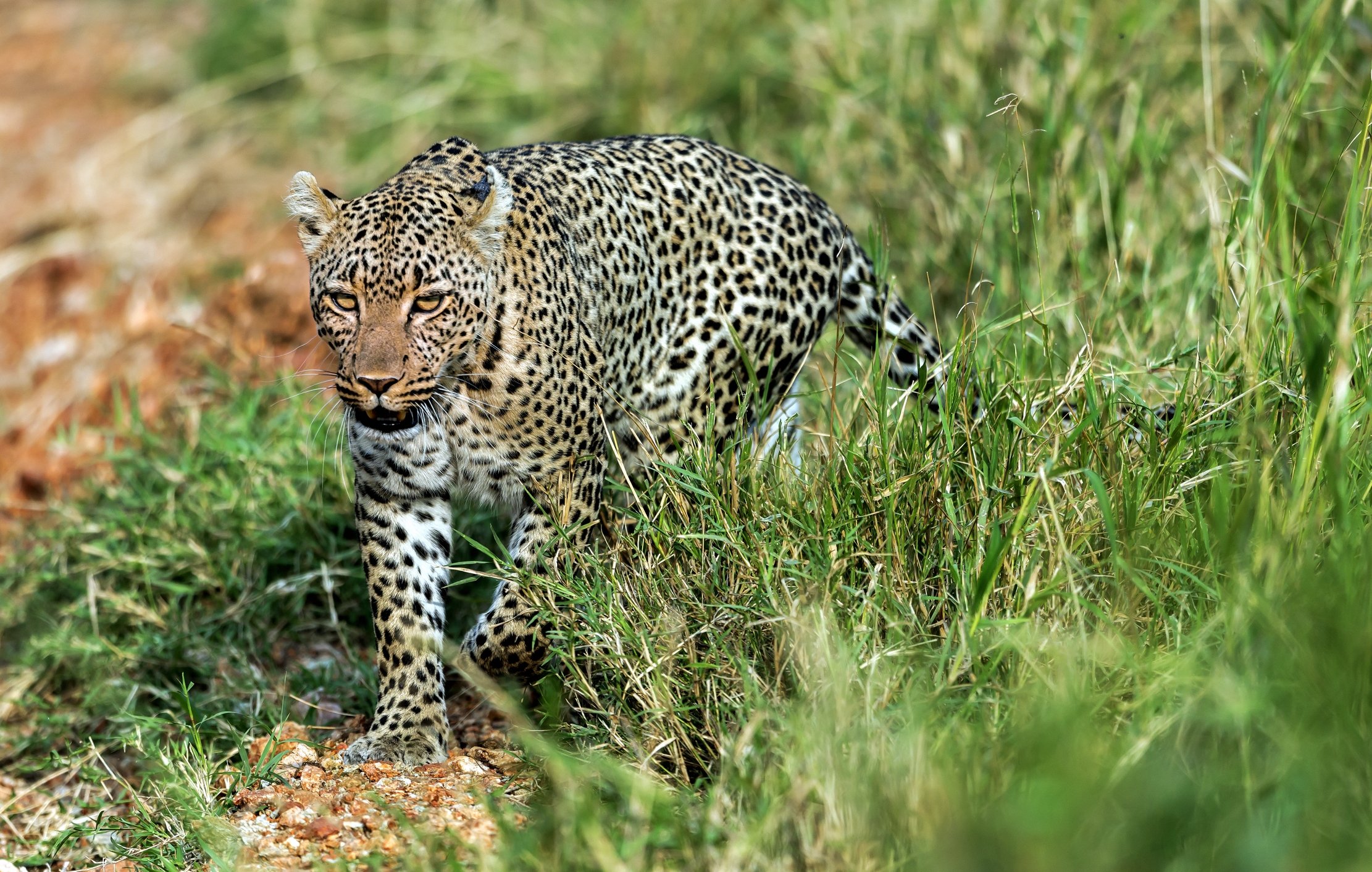 Tanzania 2016 - Leopard