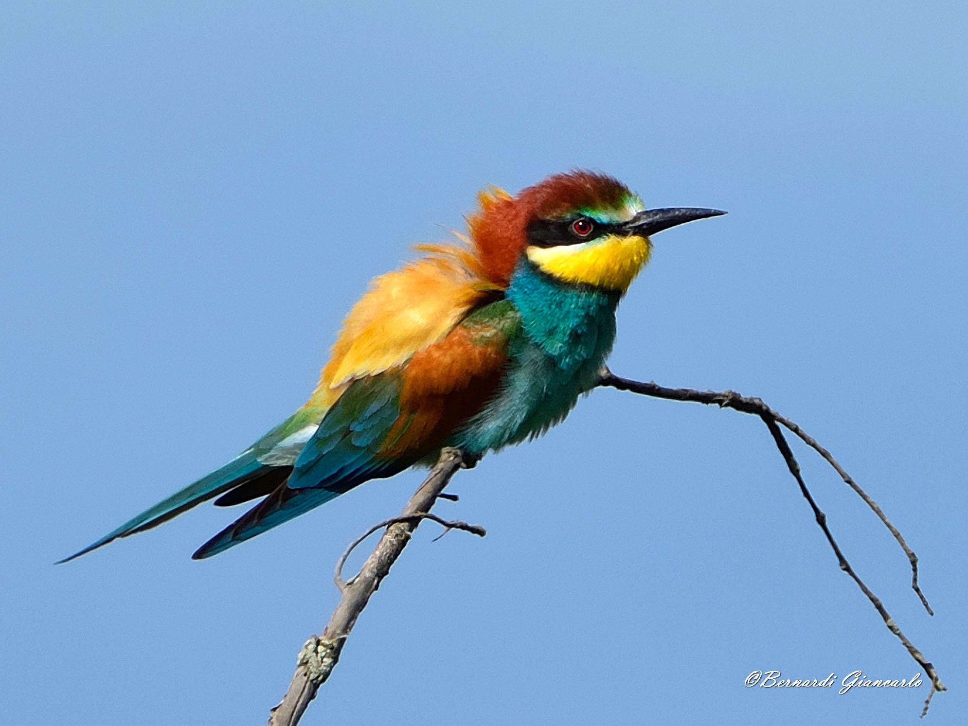 Bee Eater