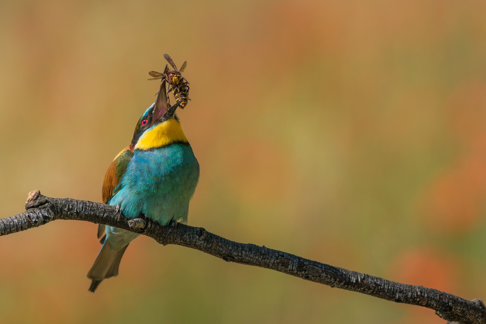 bee-eater with big catch