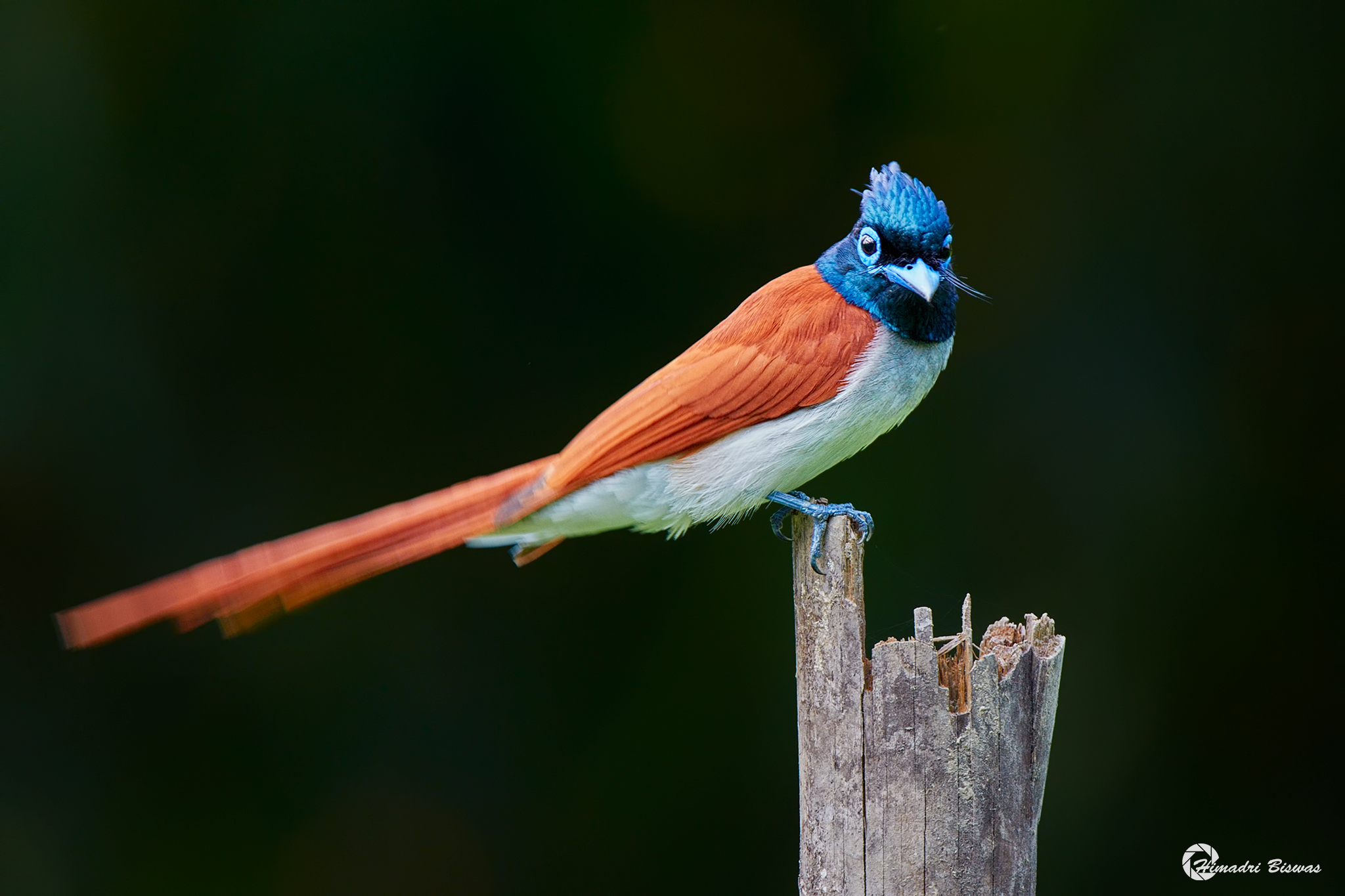 Indian paradise flycatcher male