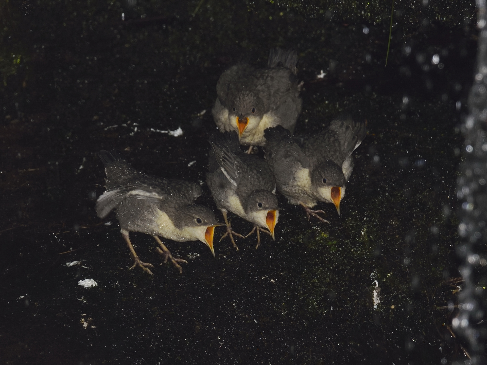 Dipper - Bouches hungry