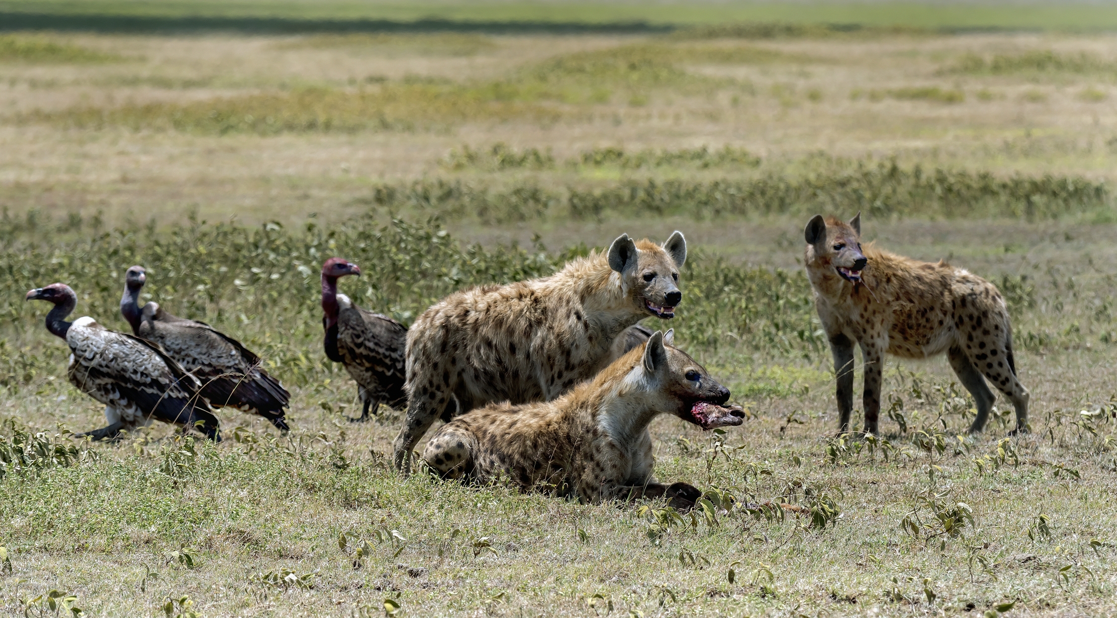 Tanzania 2016 - Iene