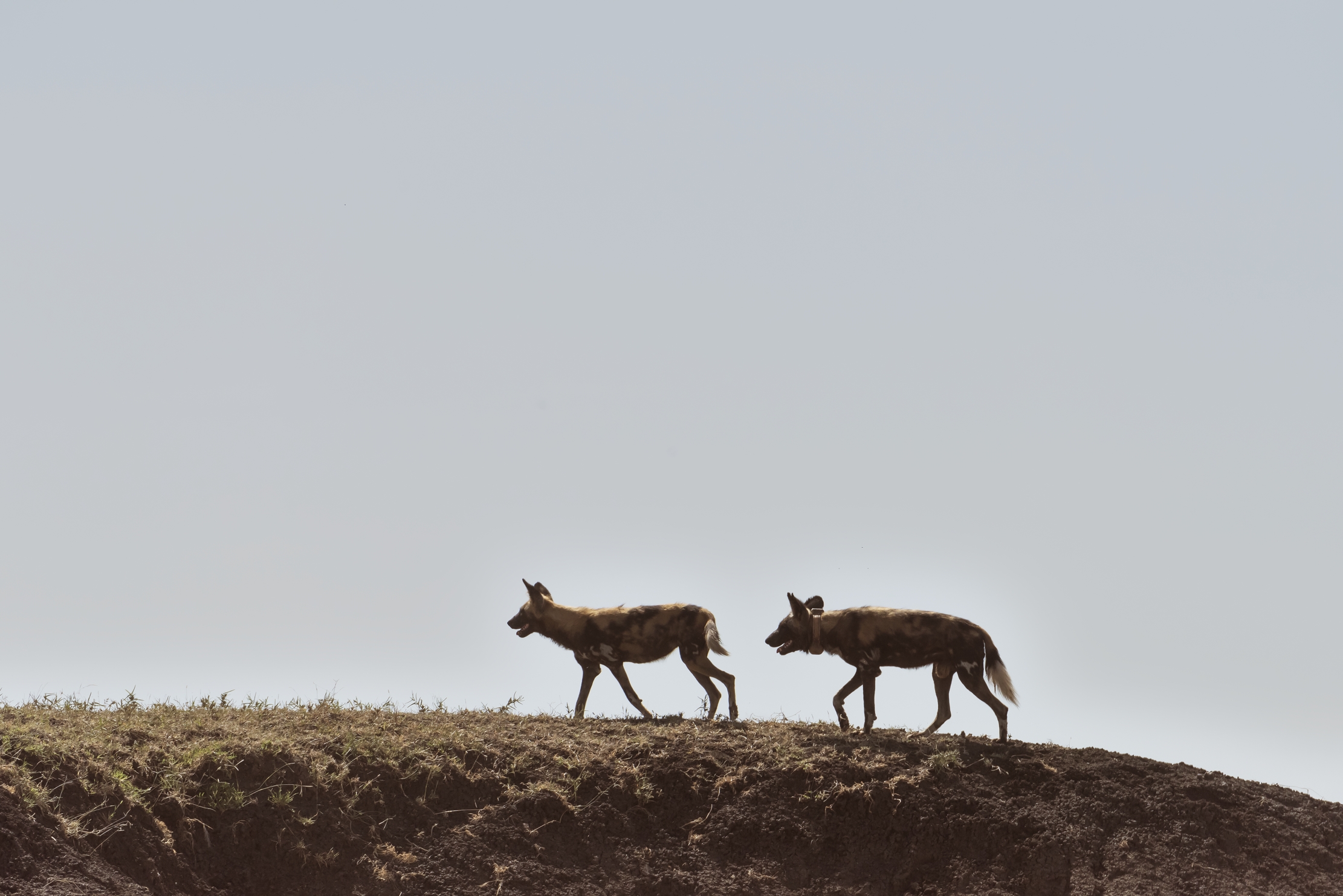 Tanzania 2016 - Licaoni