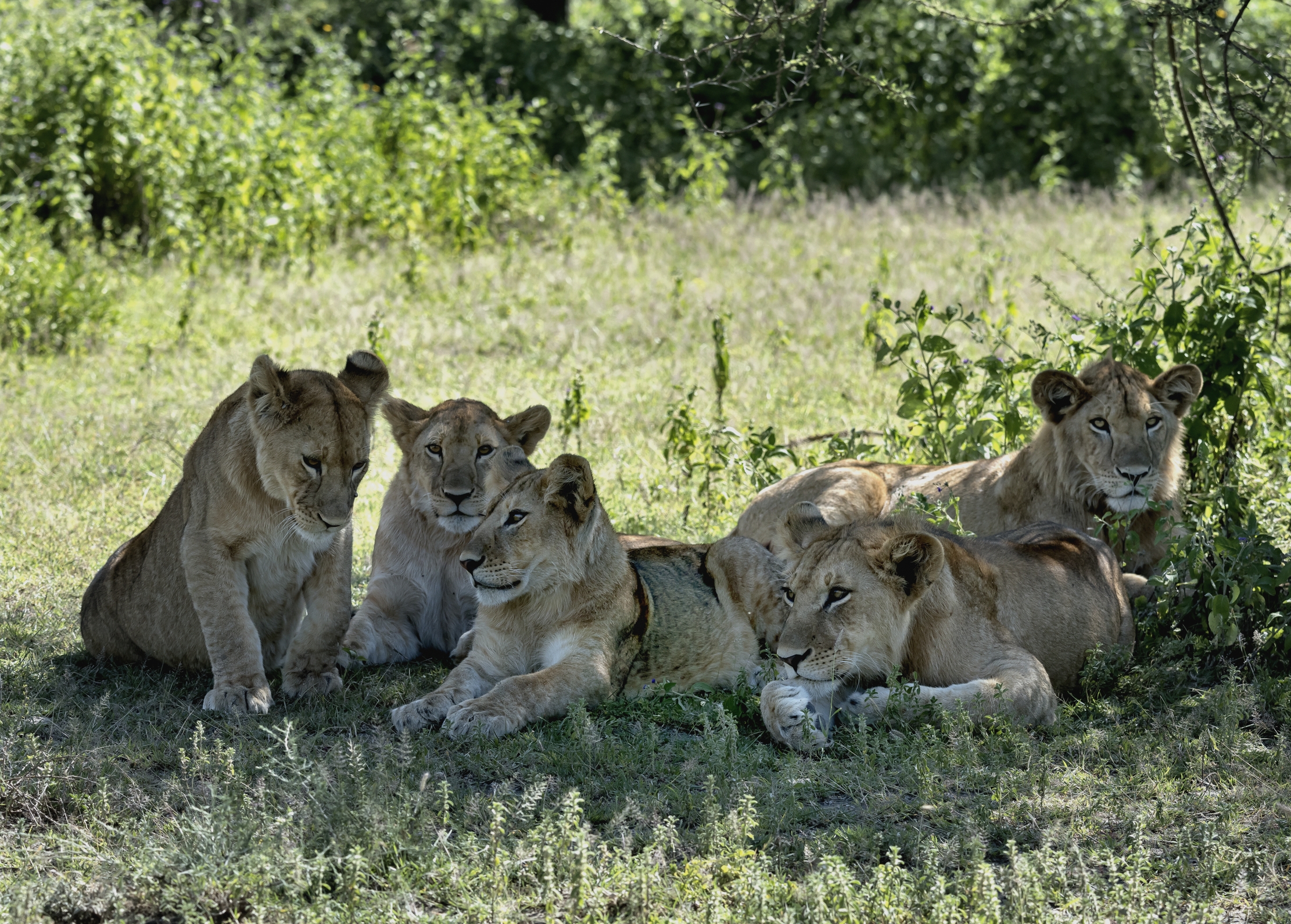 Tanzania 2016 - All'ombra