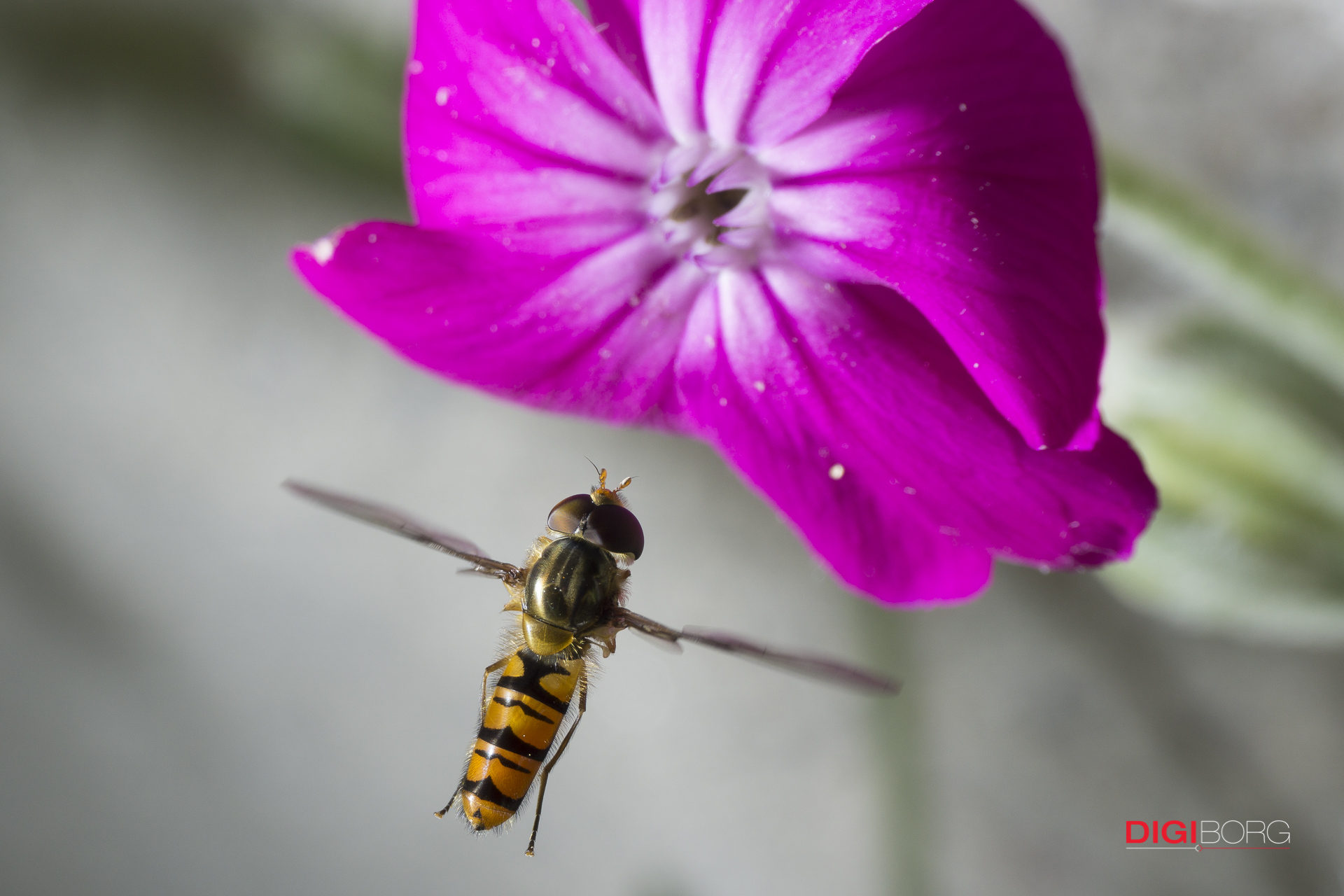 Sirfide (Episyrphus balteatus) in volo