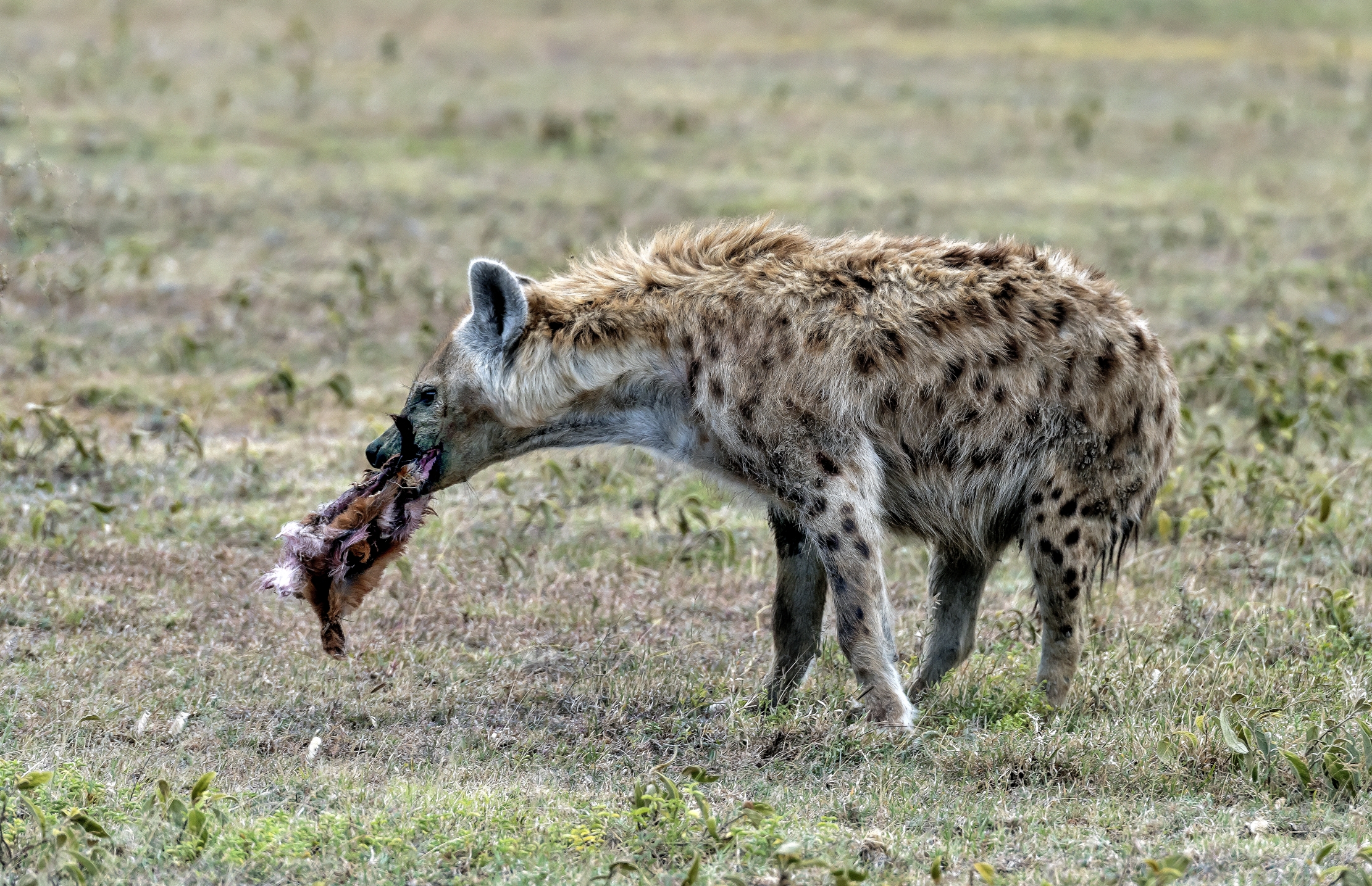 Tanzania 2016 - Iena