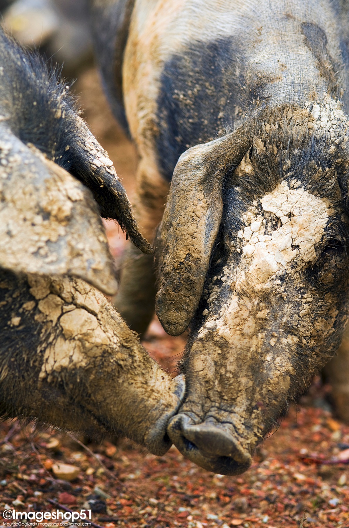 The Kiss of the Cinta Senese