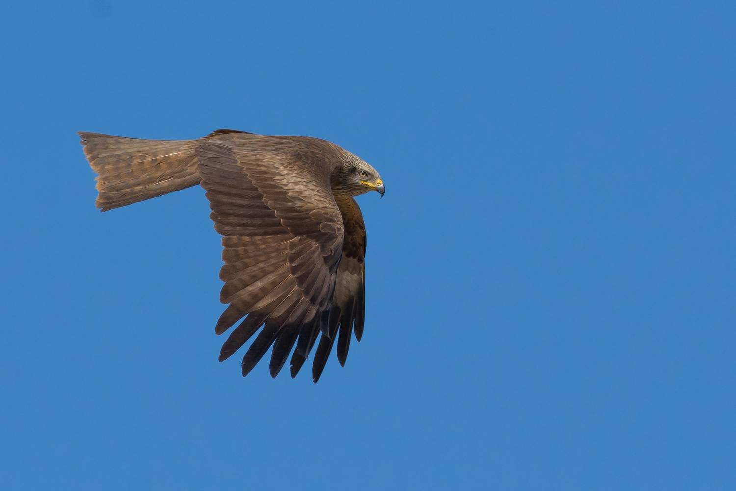Black Kite