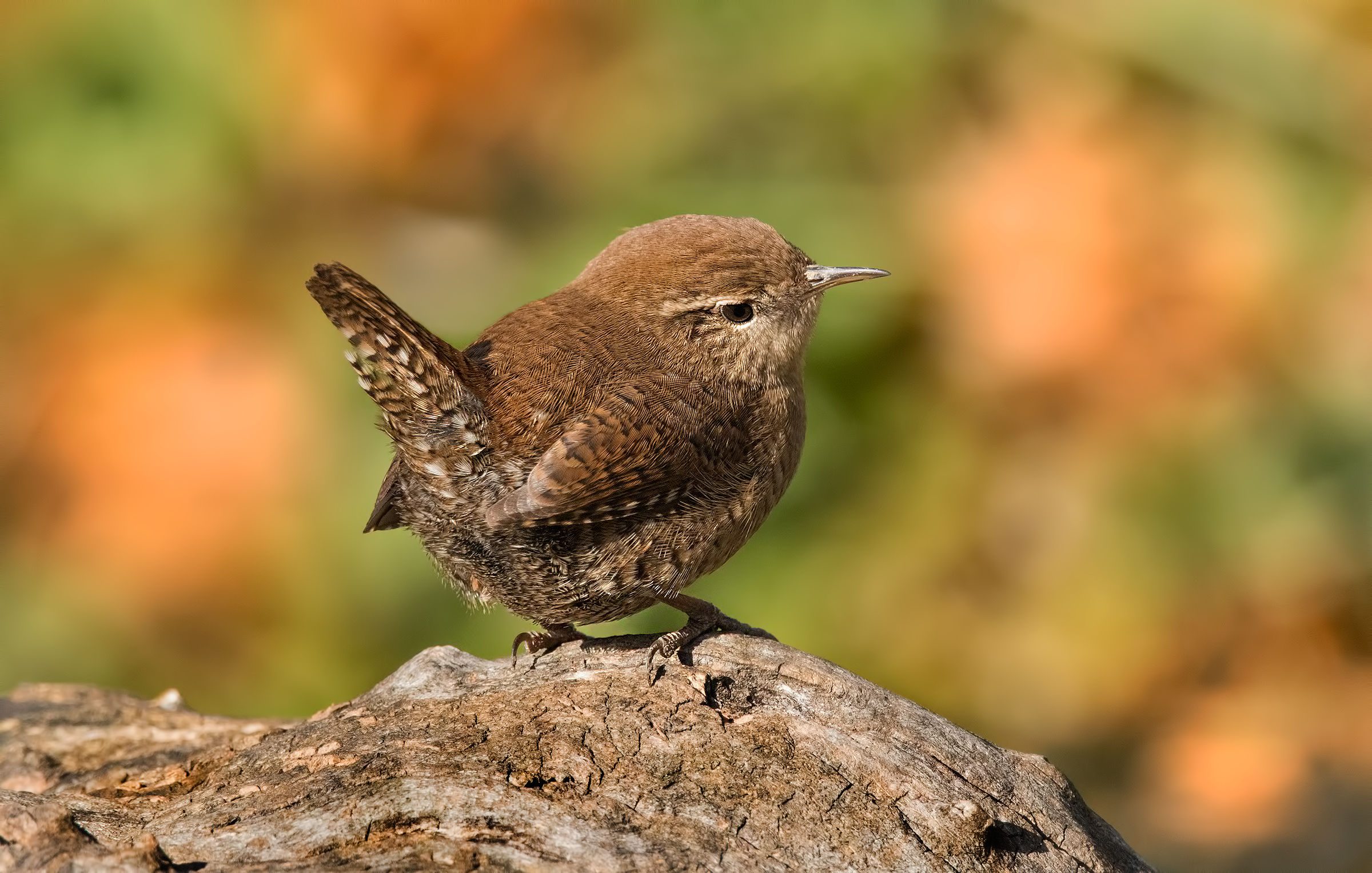Wren ...