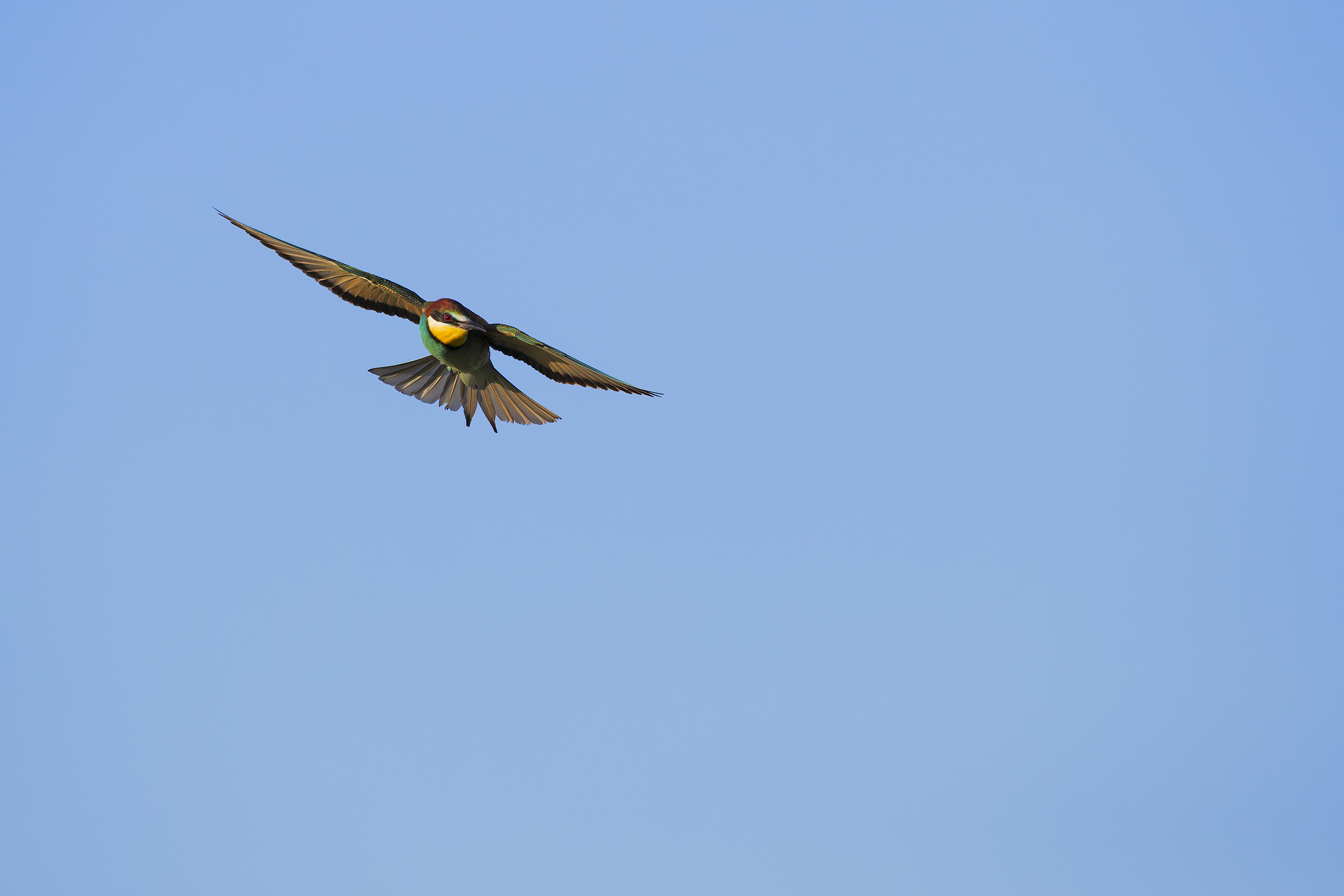 Bee-eater in flight