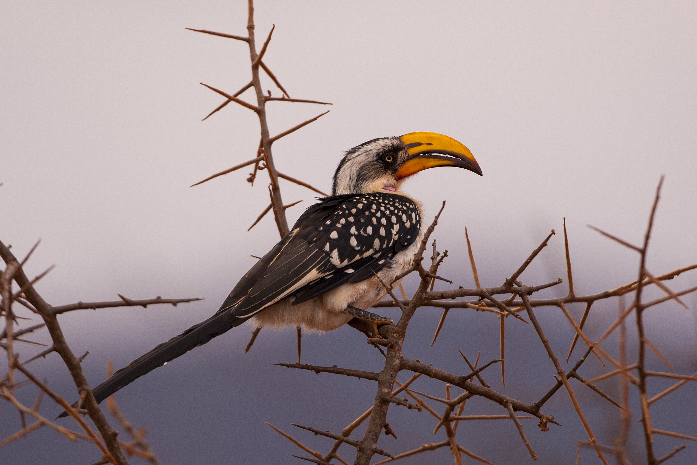 Bucero becco giallo dell'est