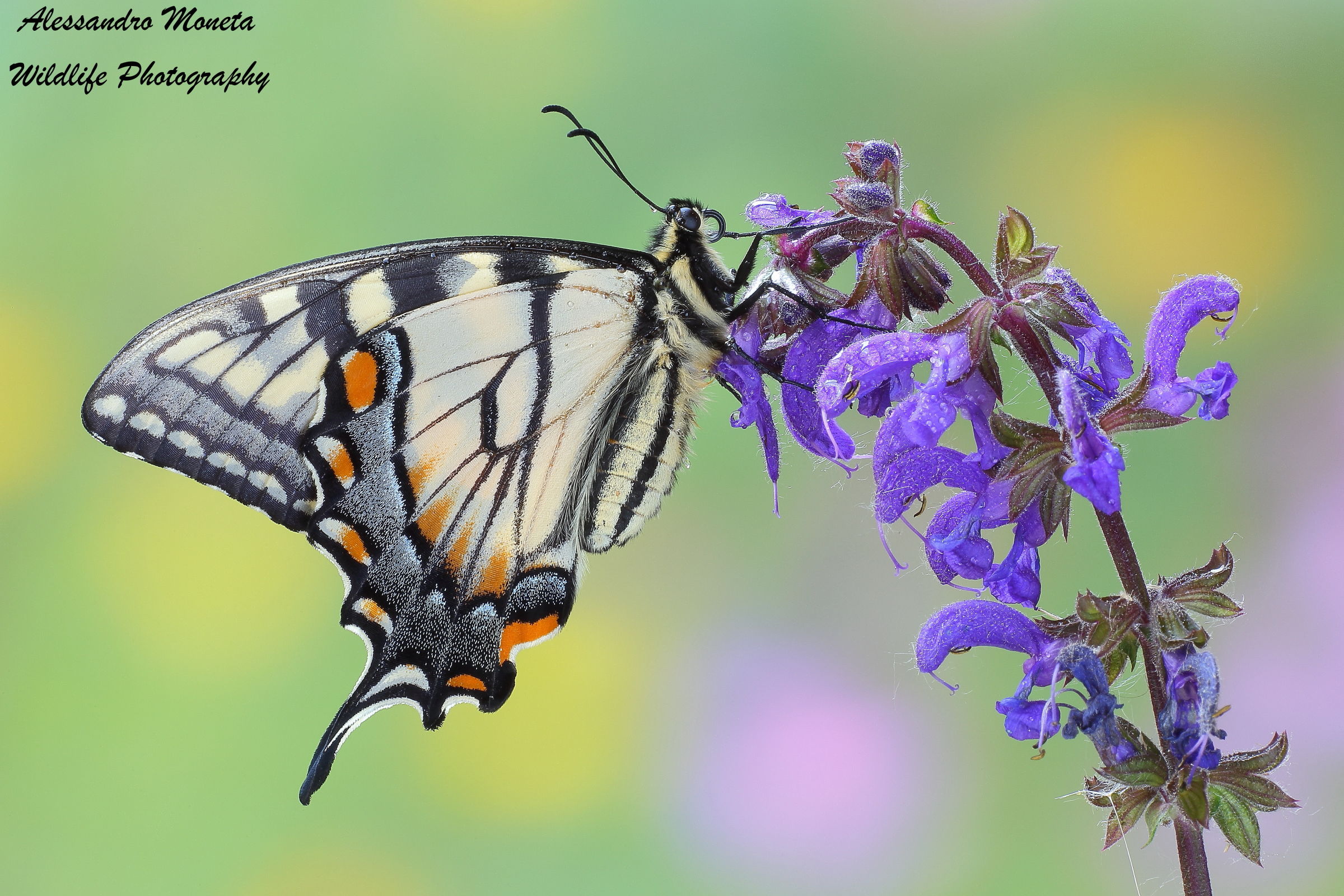 Eastern Tiger Swallowtail