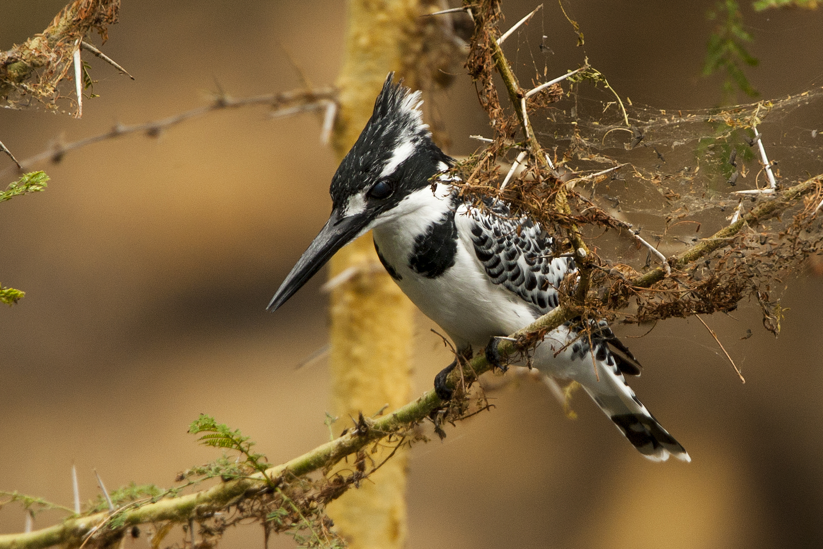 Ceryle rudis - Martin pescatore bianco e nero