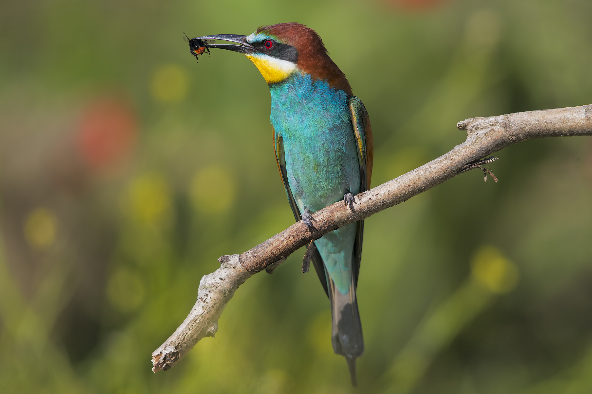 Bee Eater