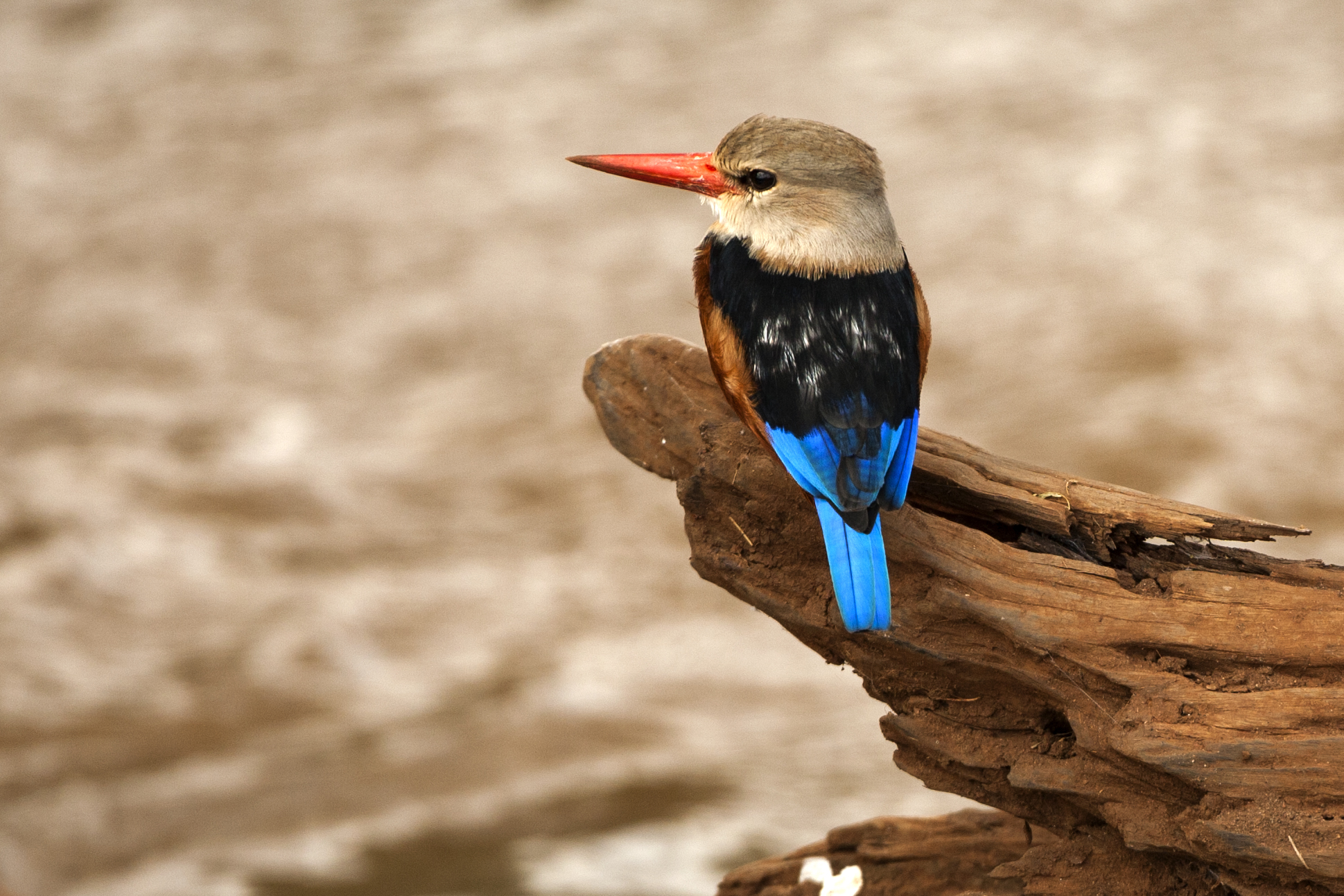 Martin pescatore testagrigia