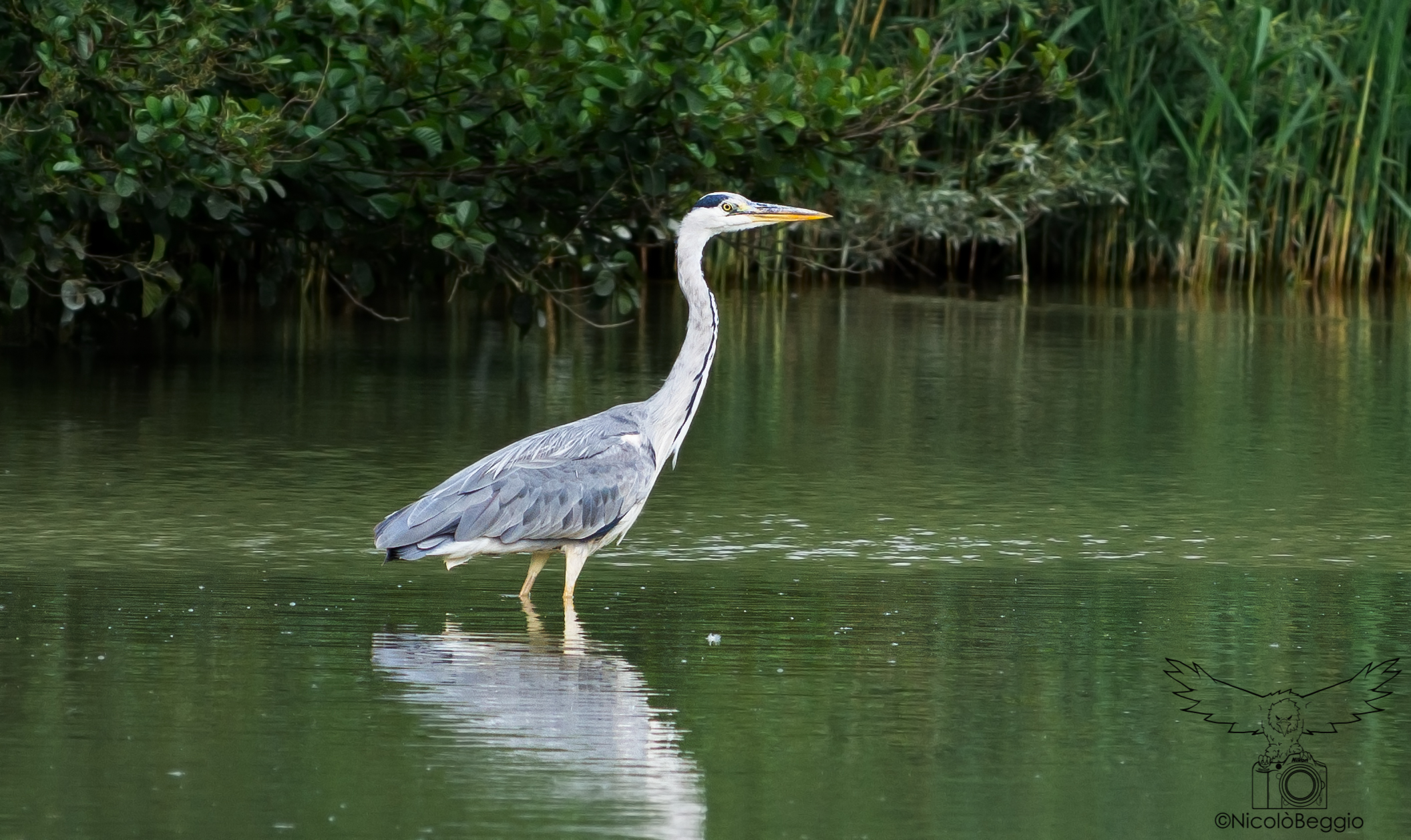 Grey Heron