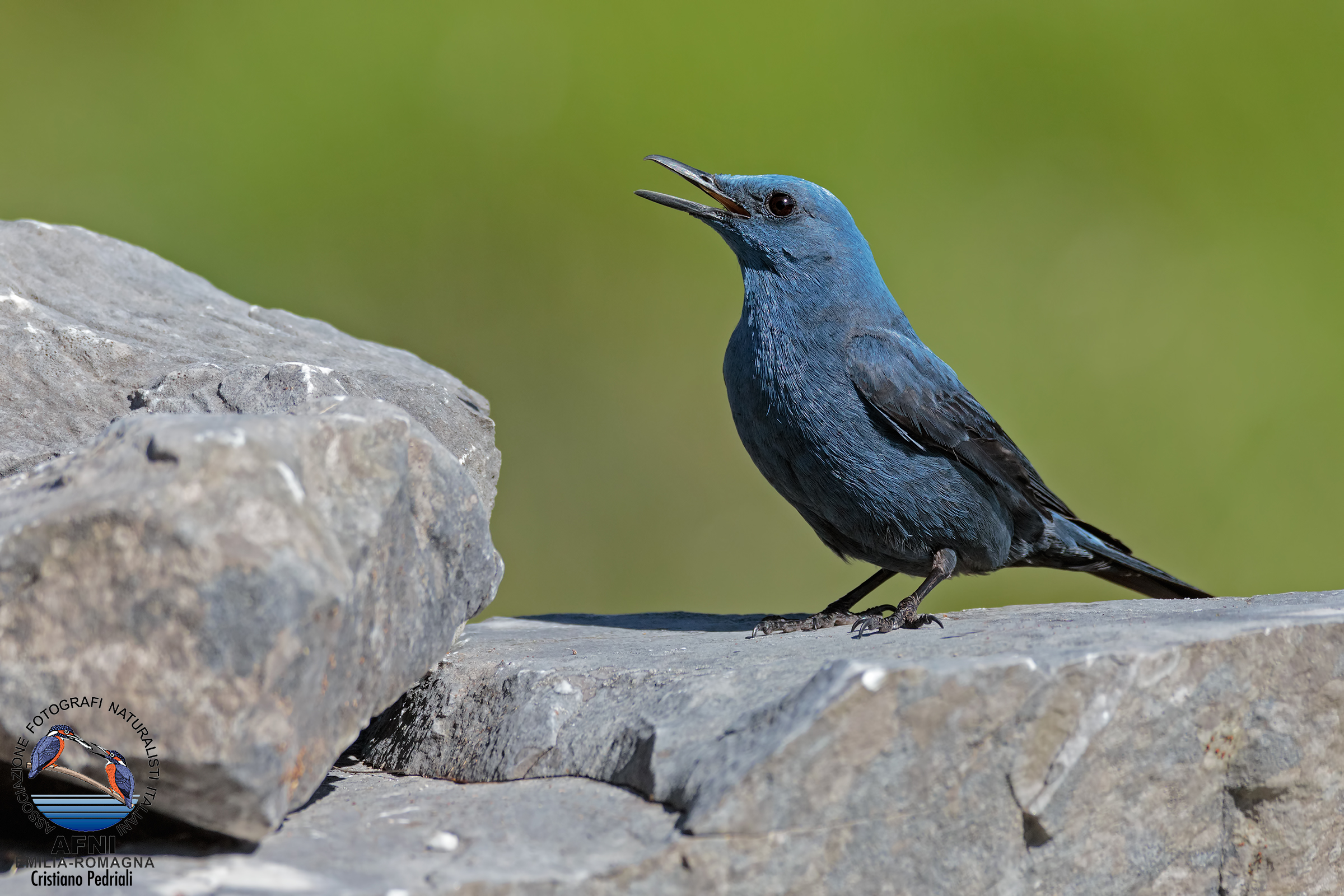 Lonely Sparrow in the green ..