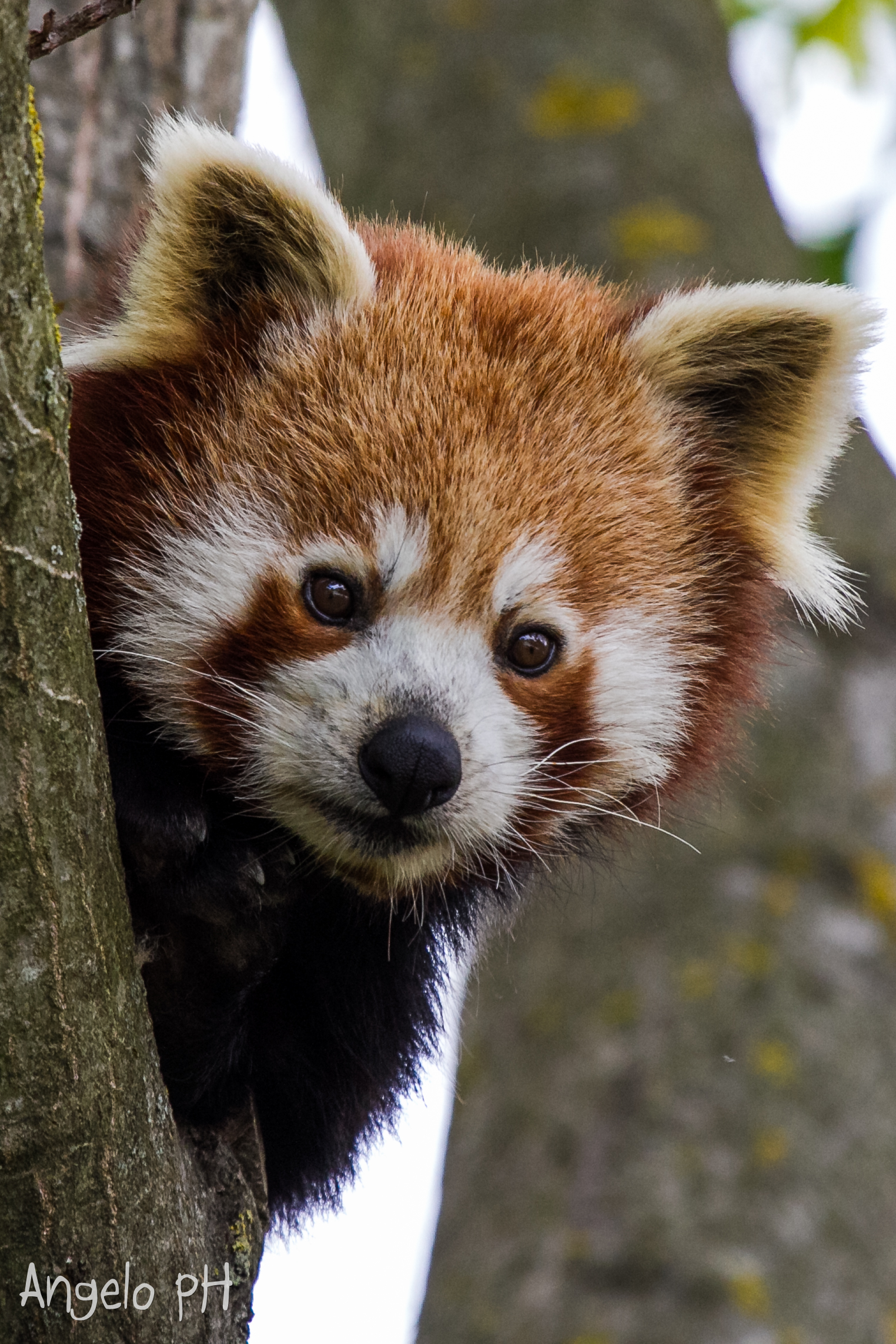red panda