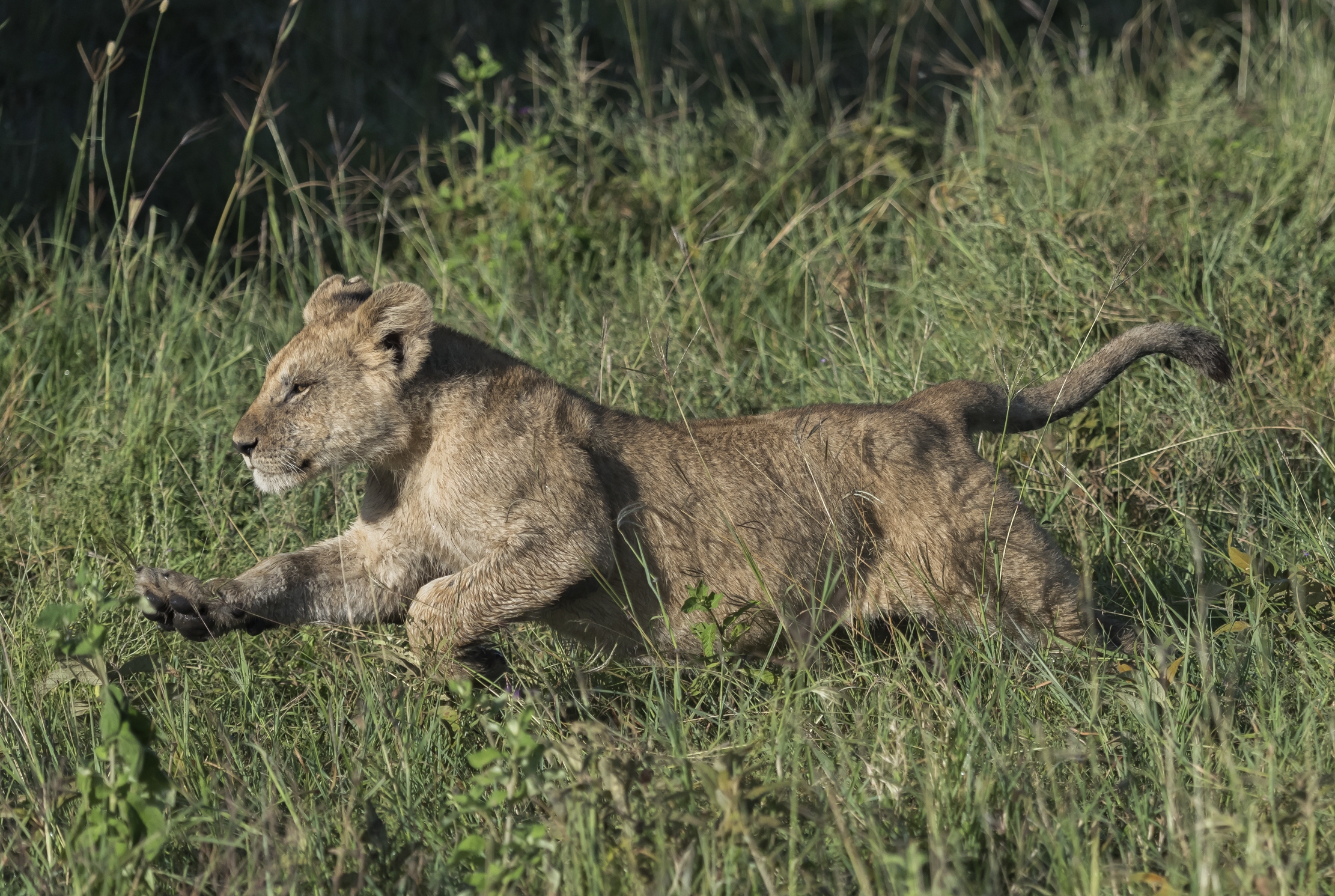 Tanzania 2016 - Corse