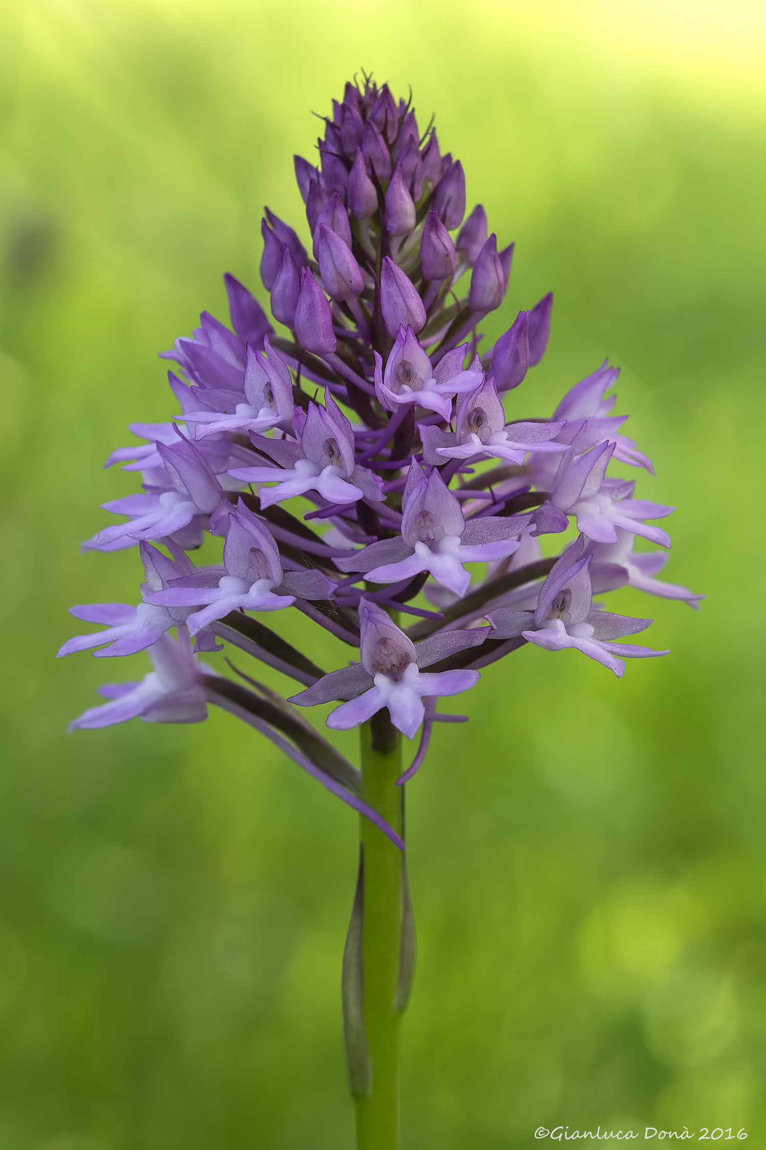 Anacamptis pyramidalis (l.) Rich. 1817