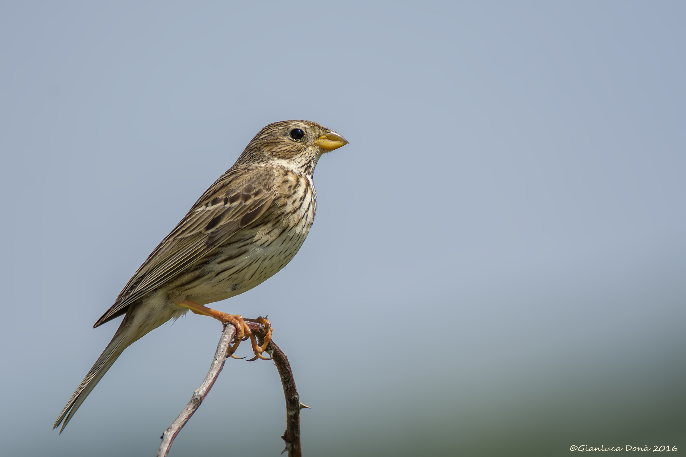 Emberiza calandra Linnaeus, 1758