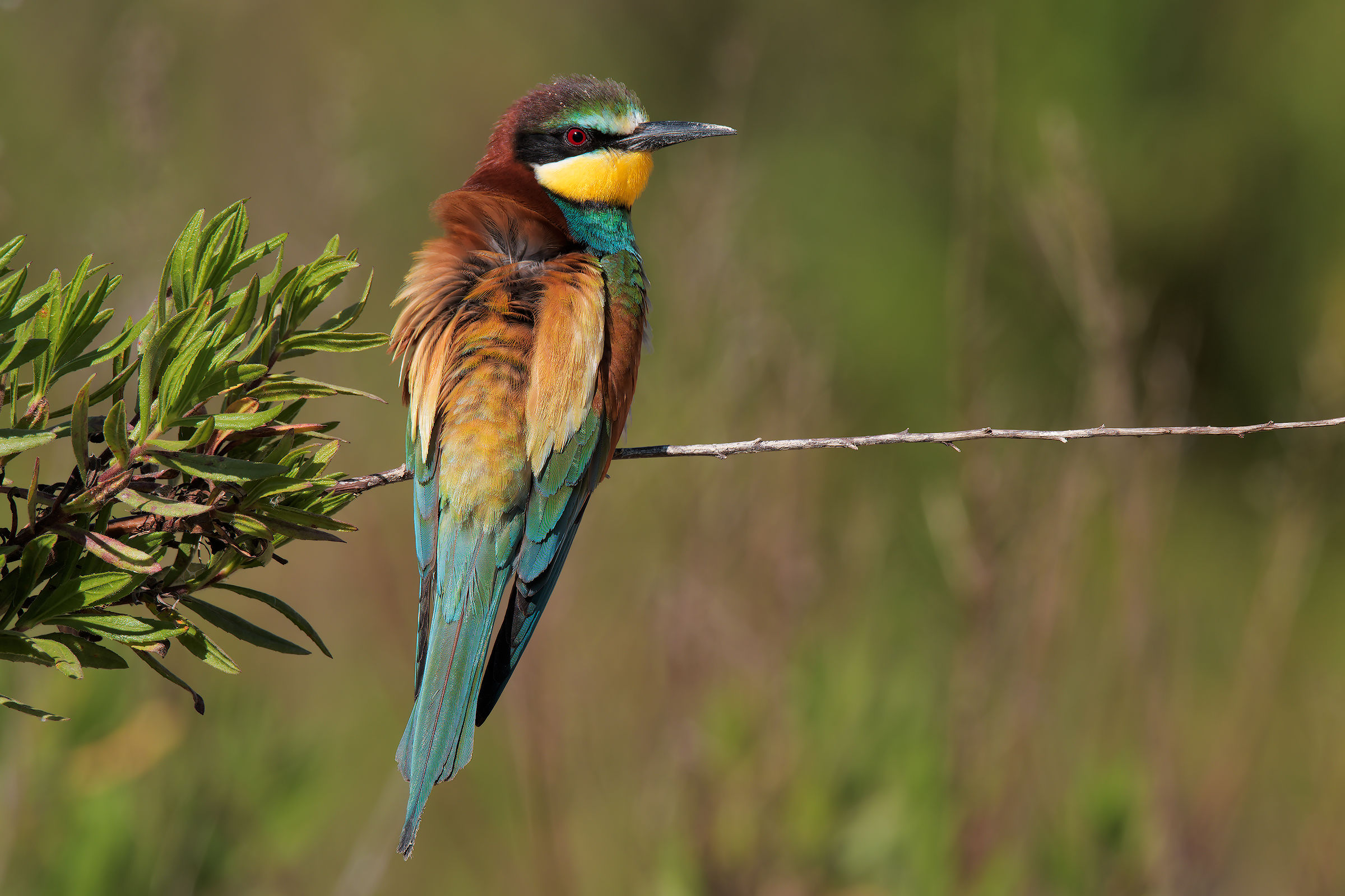 Bee Eater ruffled