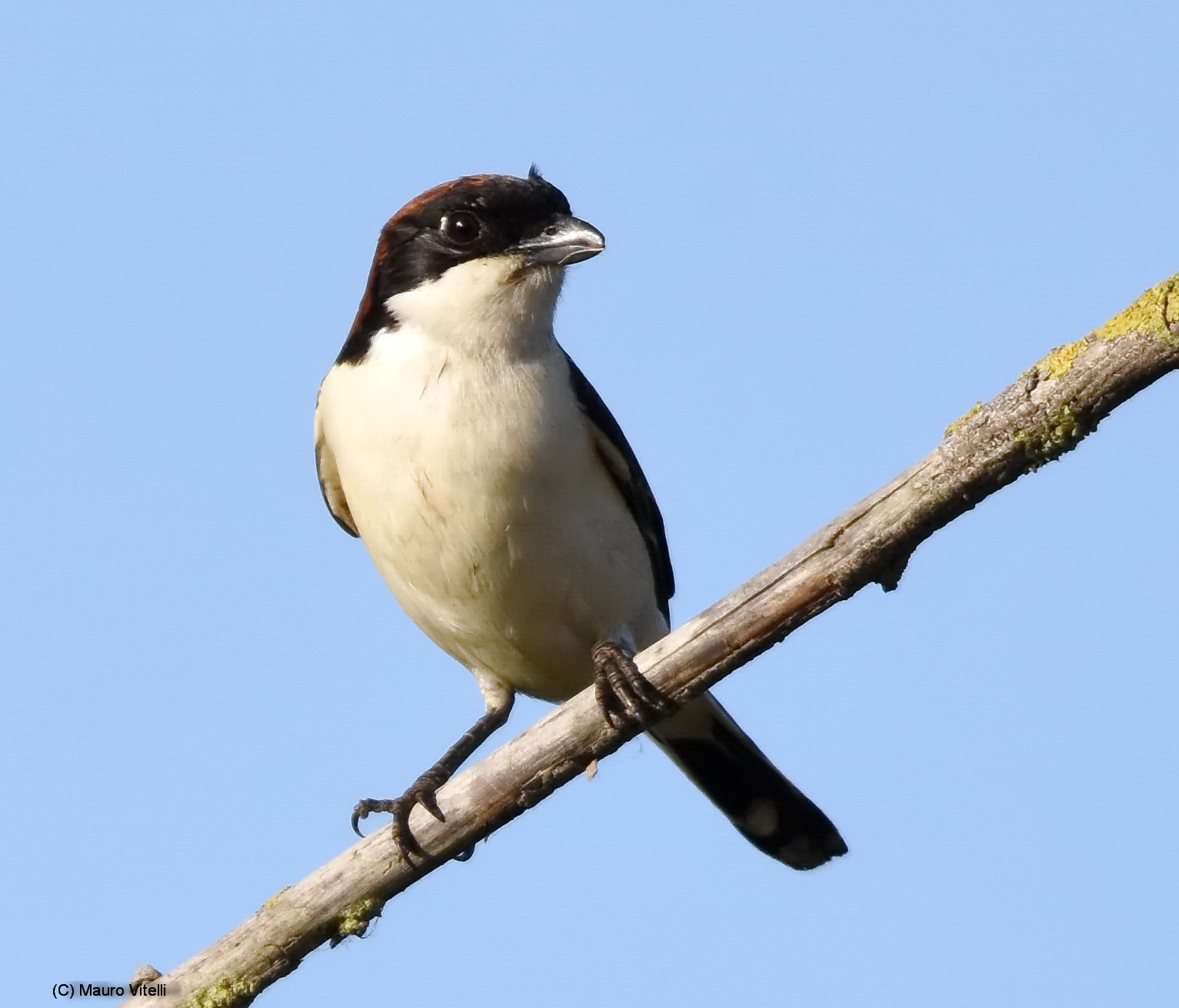 Shrike