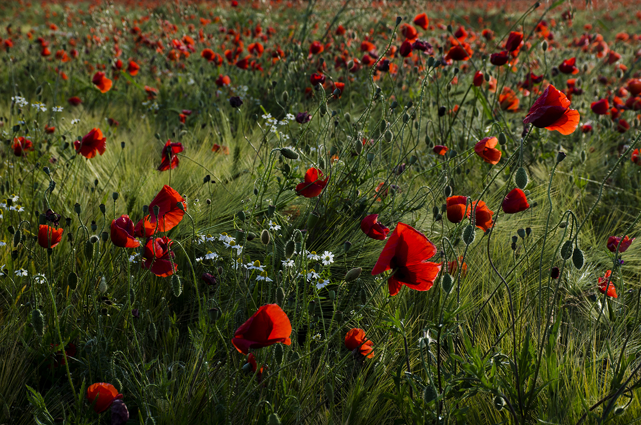 Campo con fiori di camomilla e papavero