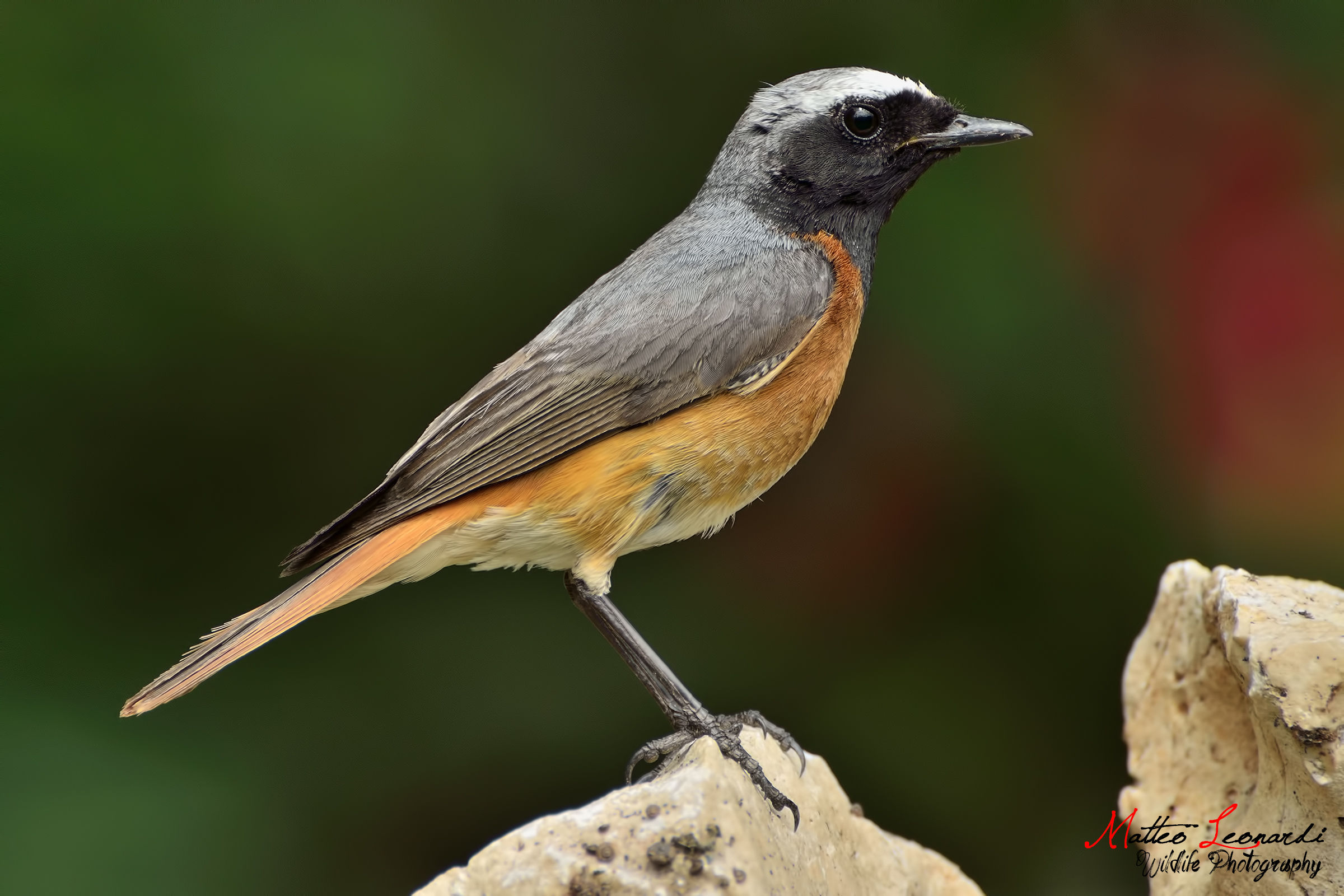 Redstart Municipality