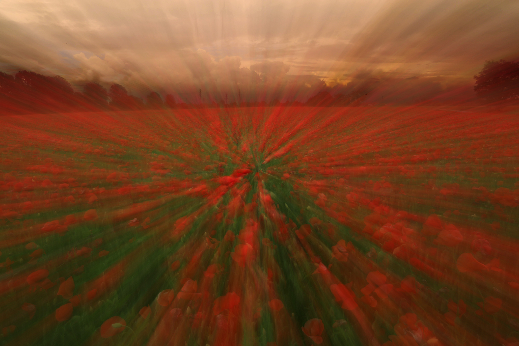Poppies and Thunderstorm