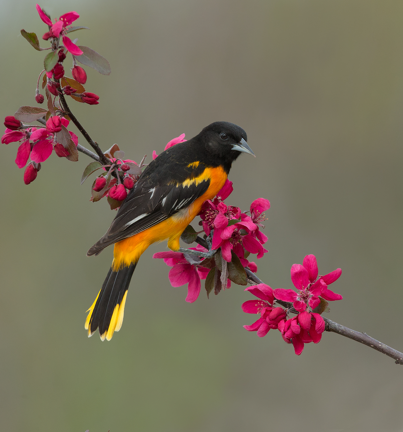 Baltimore Oriole maschio