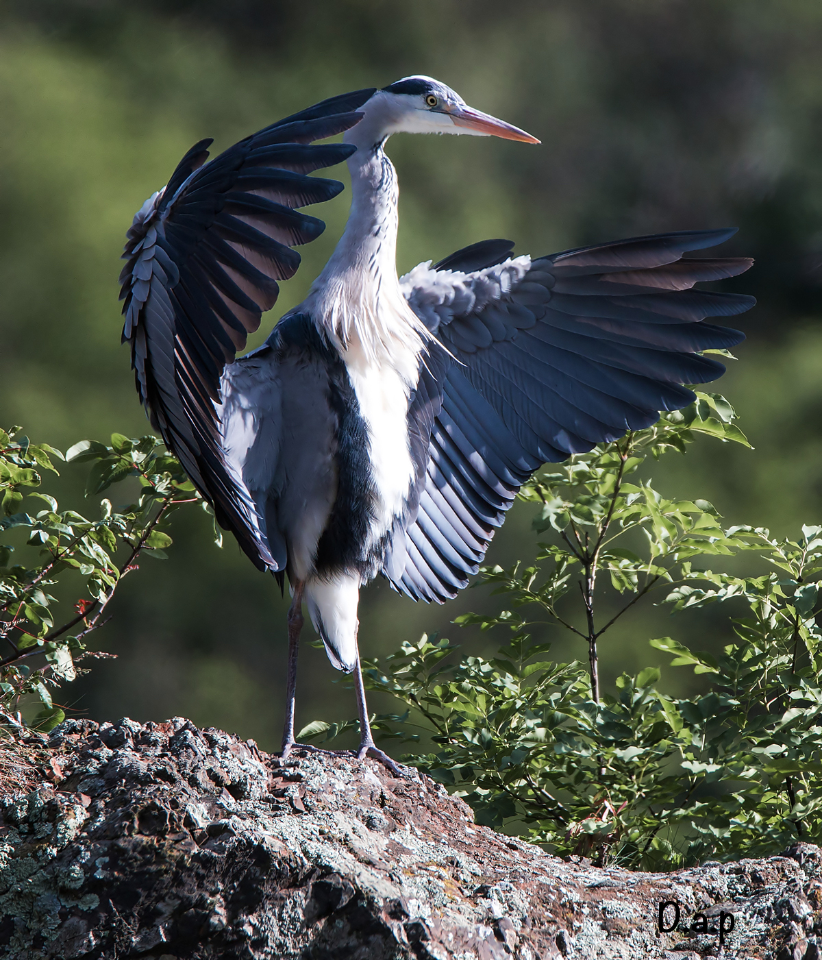 The "embrace of" heron