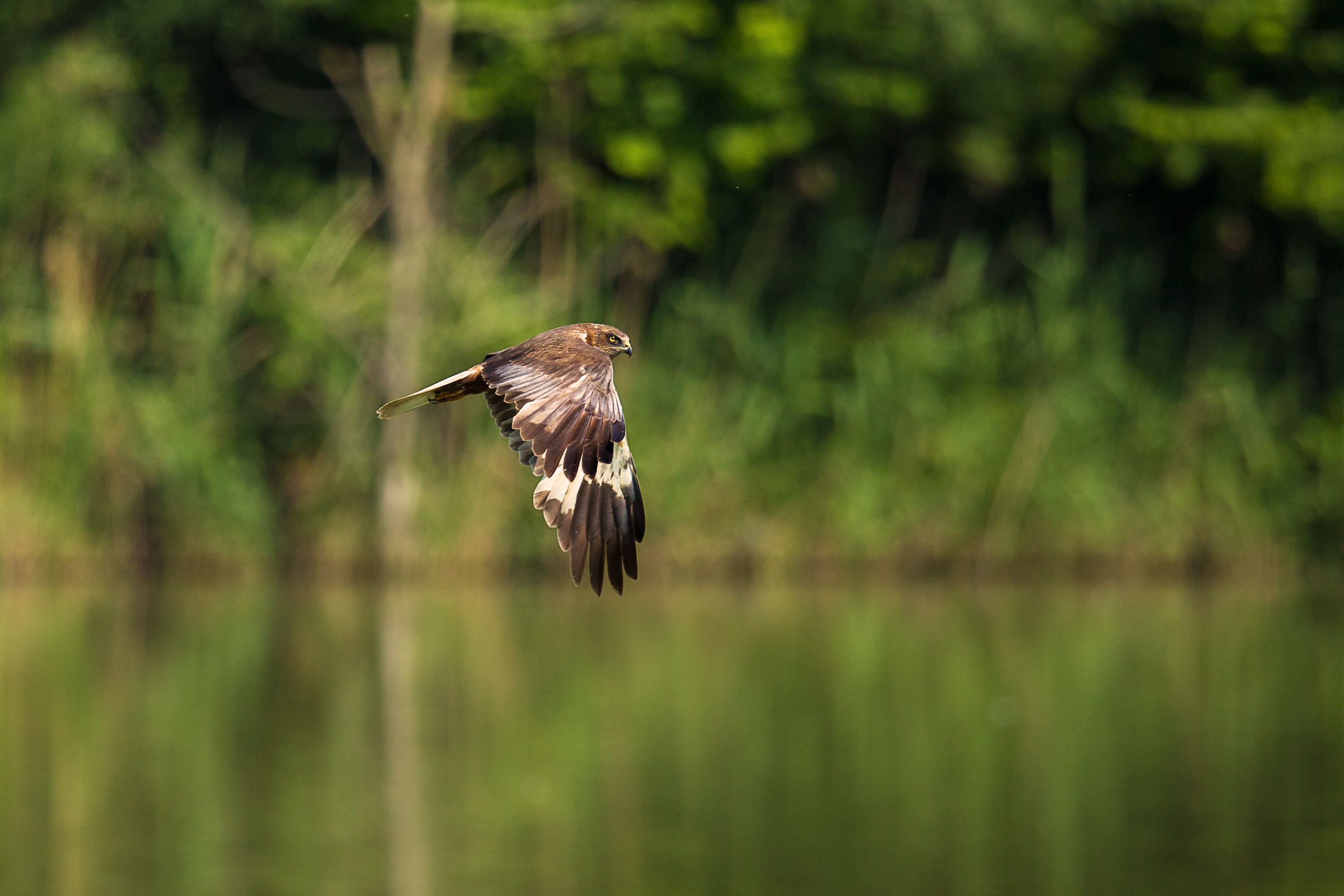 the ladies of the marsh (Circus aeruginosus)