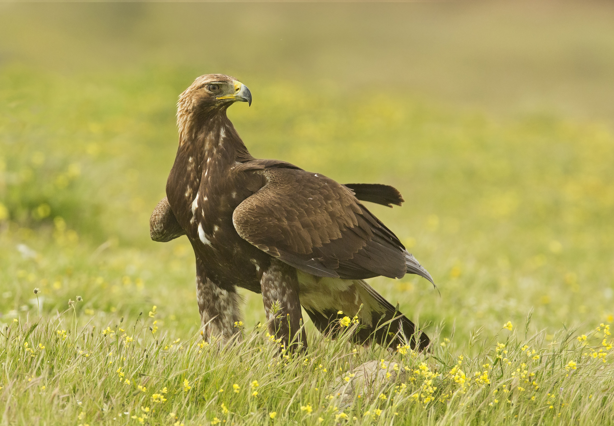 aquila reale(aquila crysaetos)