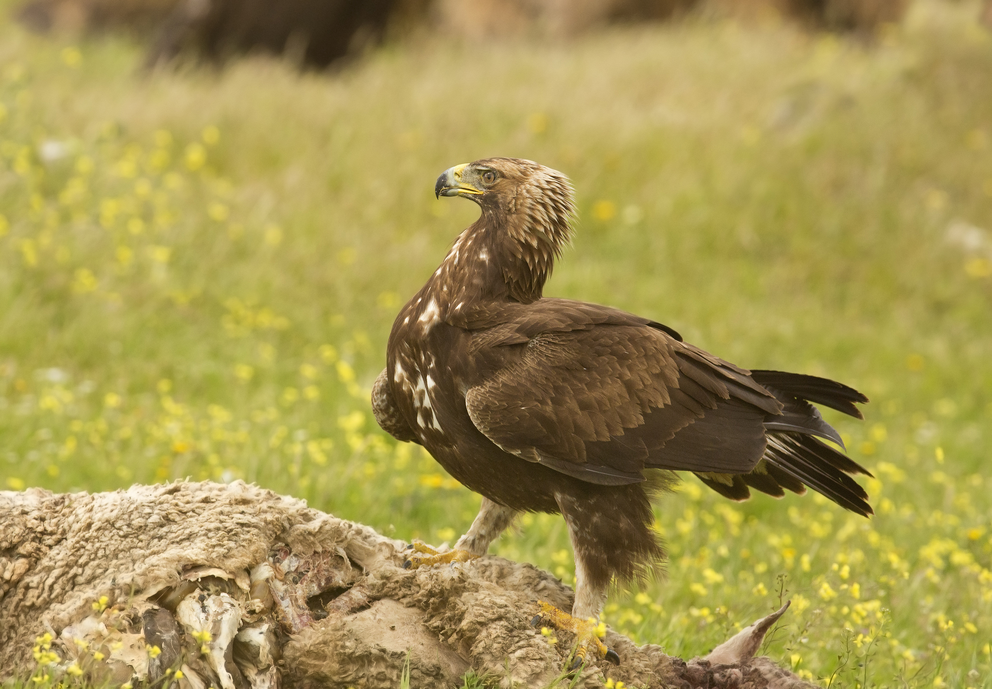 ......se avete coraggio avvicinatevi