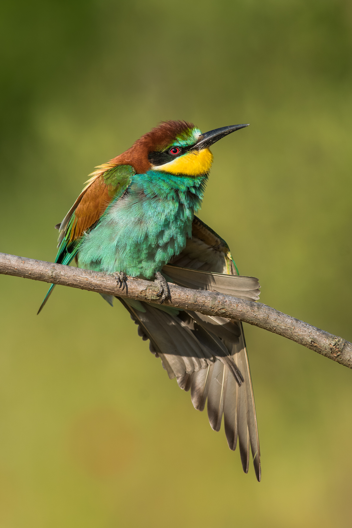 Stretching of the bee-eater