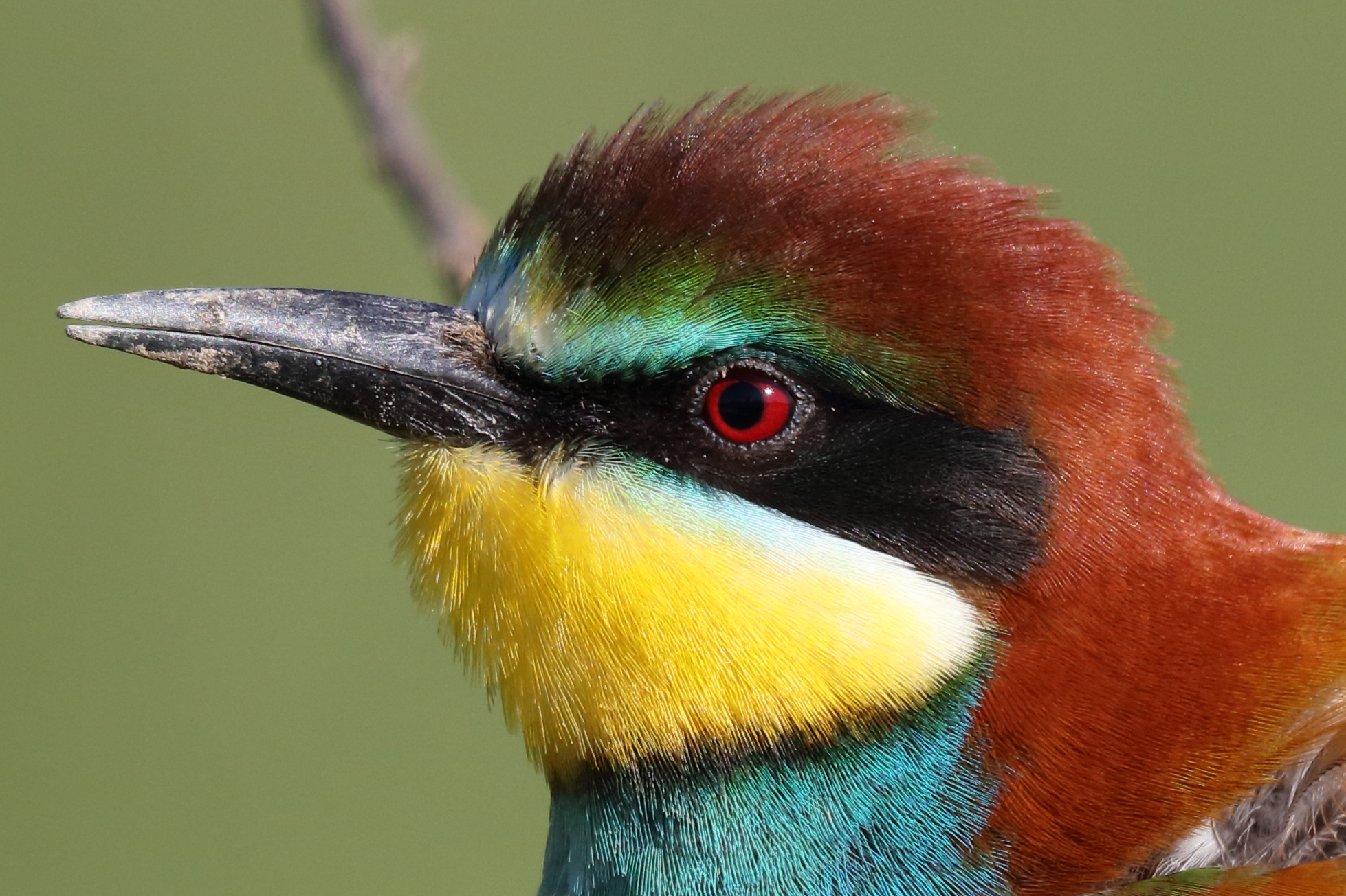 Gruccione super crop